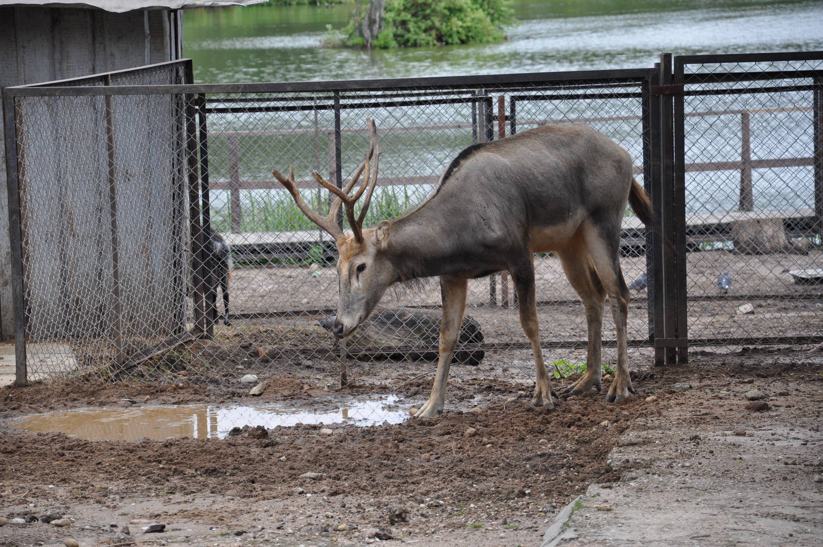 Pere David`s deer/ Elaphurus davidianus