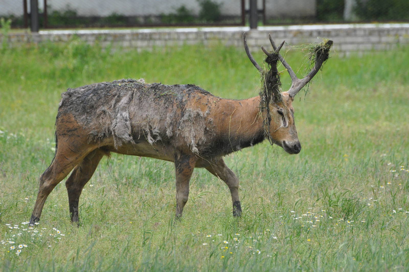 Pere David`s deer/ Elaphurus davidianus
