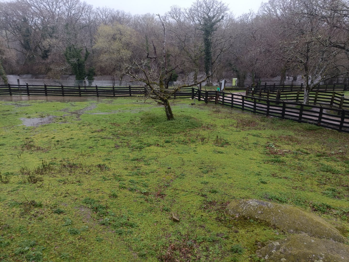 Pere david´s deer exhibit -Marcelle Naturaleza