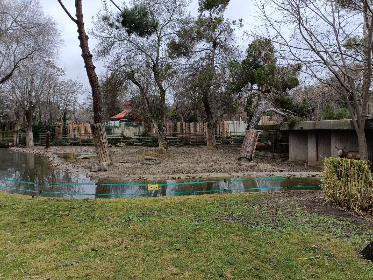 Pere david´s deer exhibit