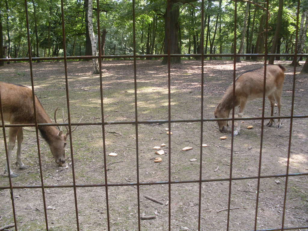 Pere David s deer outdoor exhibit