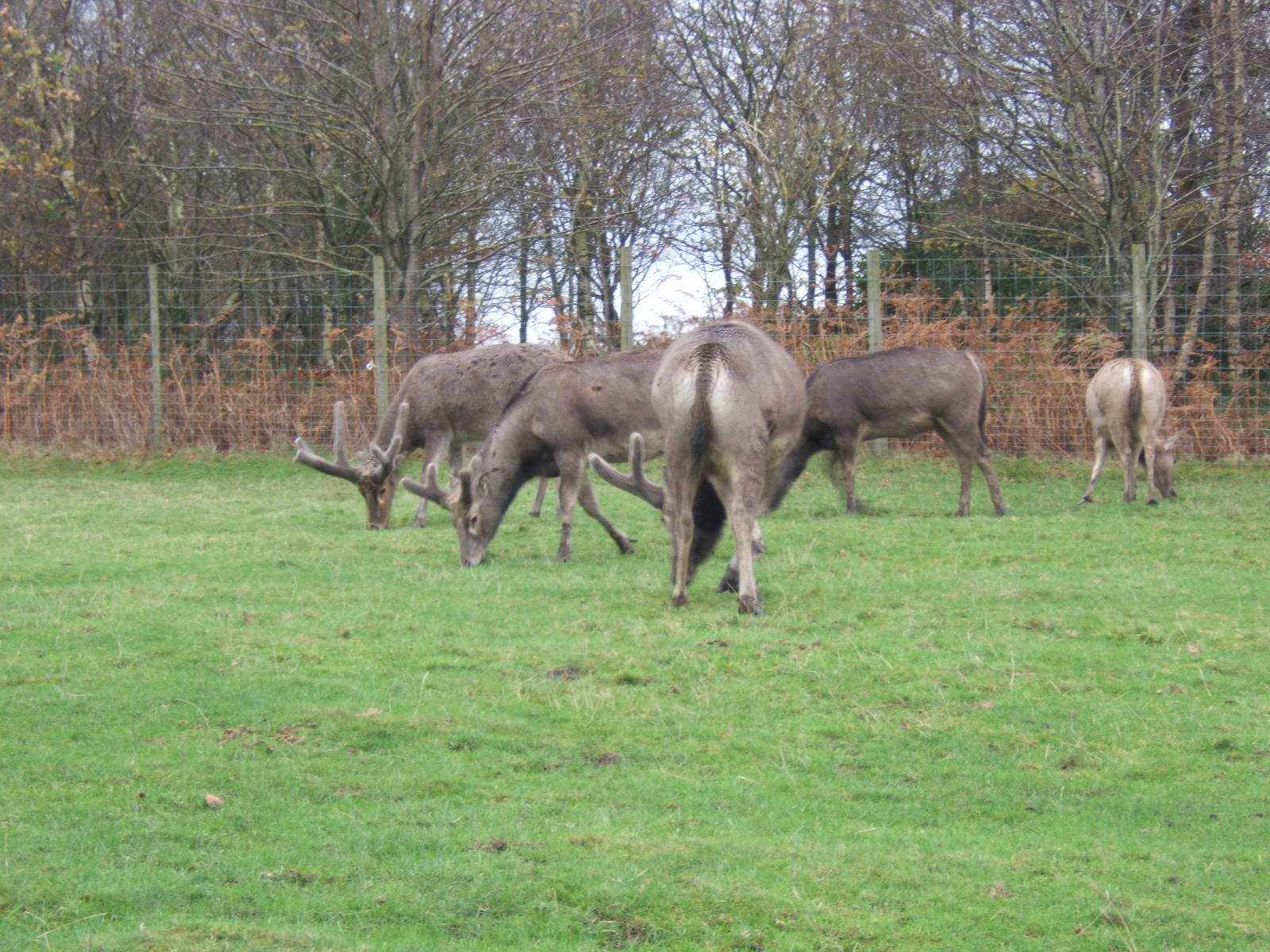 Pere David`s Deer