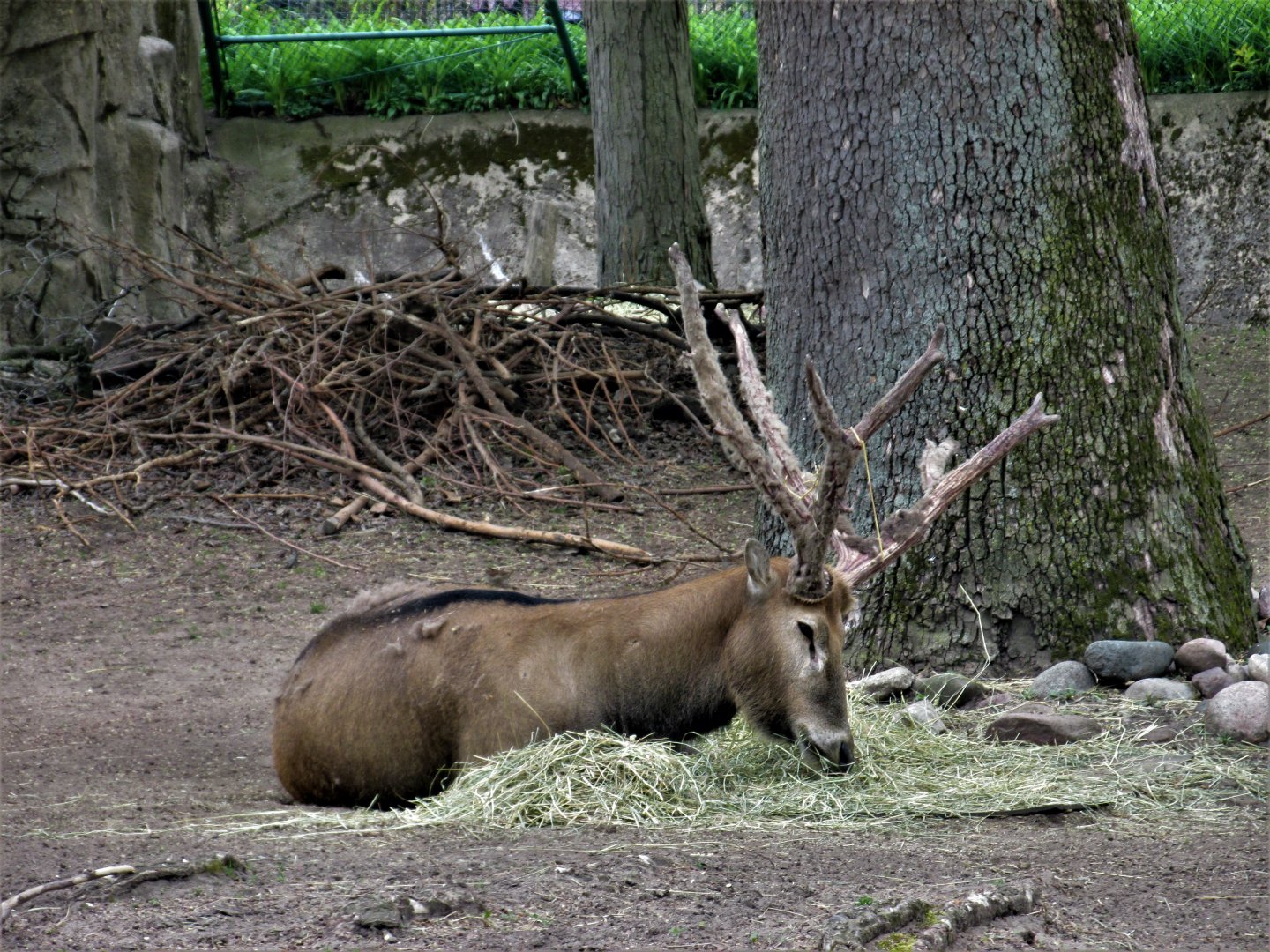 Pere david ¨s deer