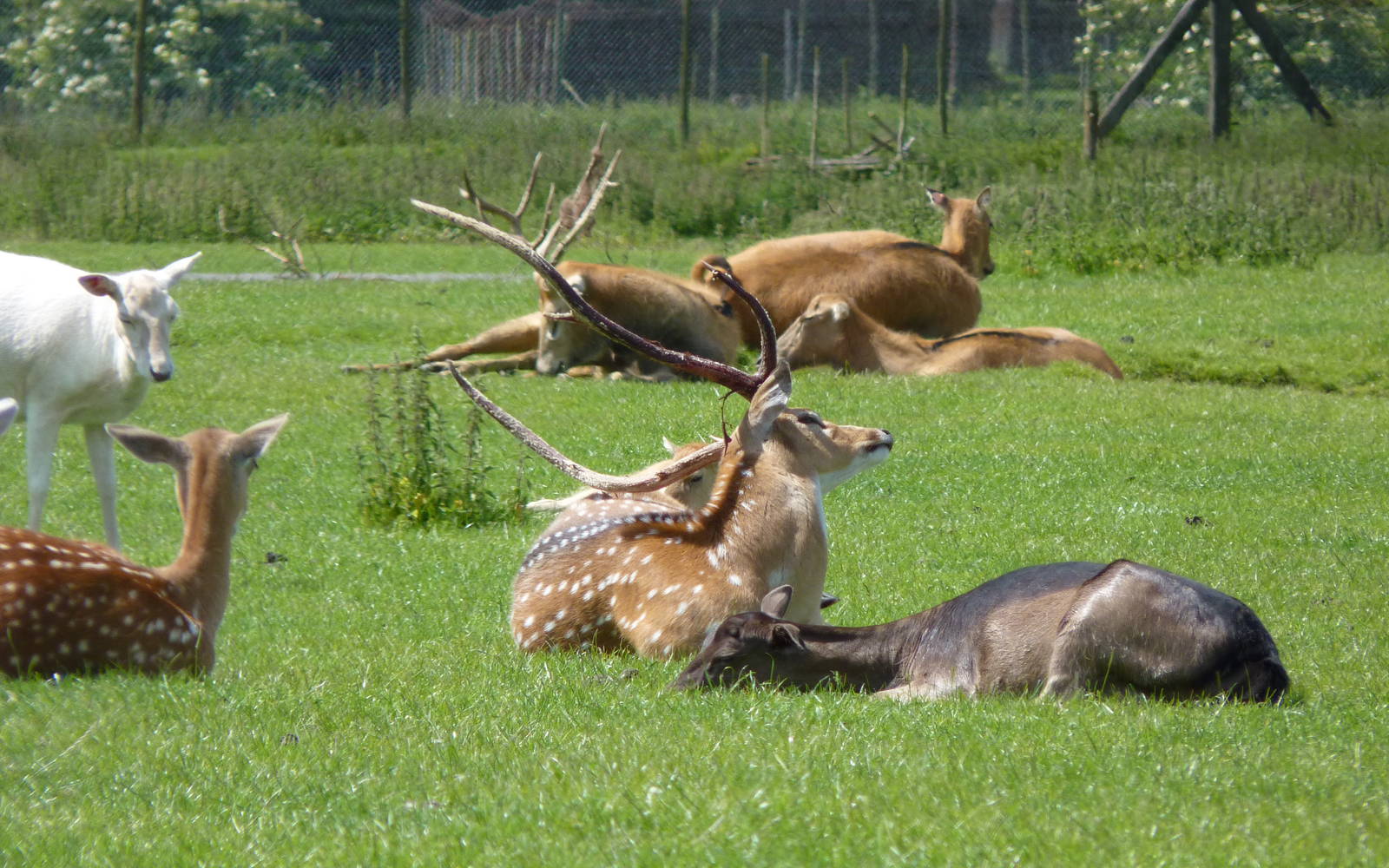 Pere Davids and Axis(?) Deer