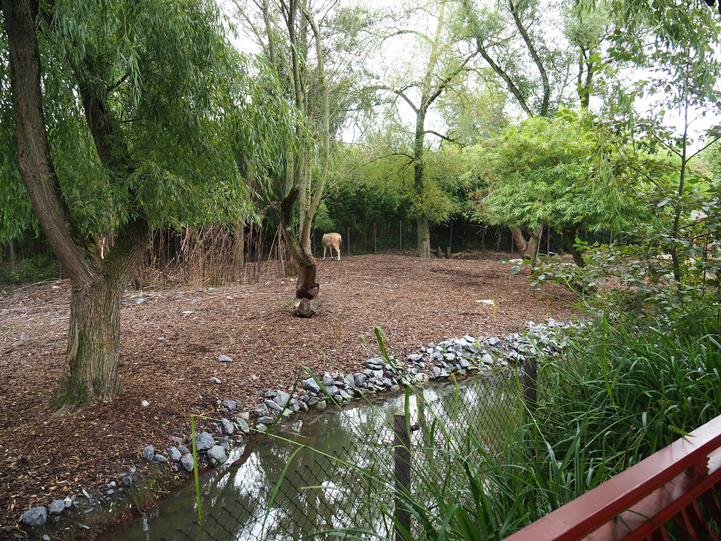 Père David's and Reeves's muntjac exhibit, 2019-10-05