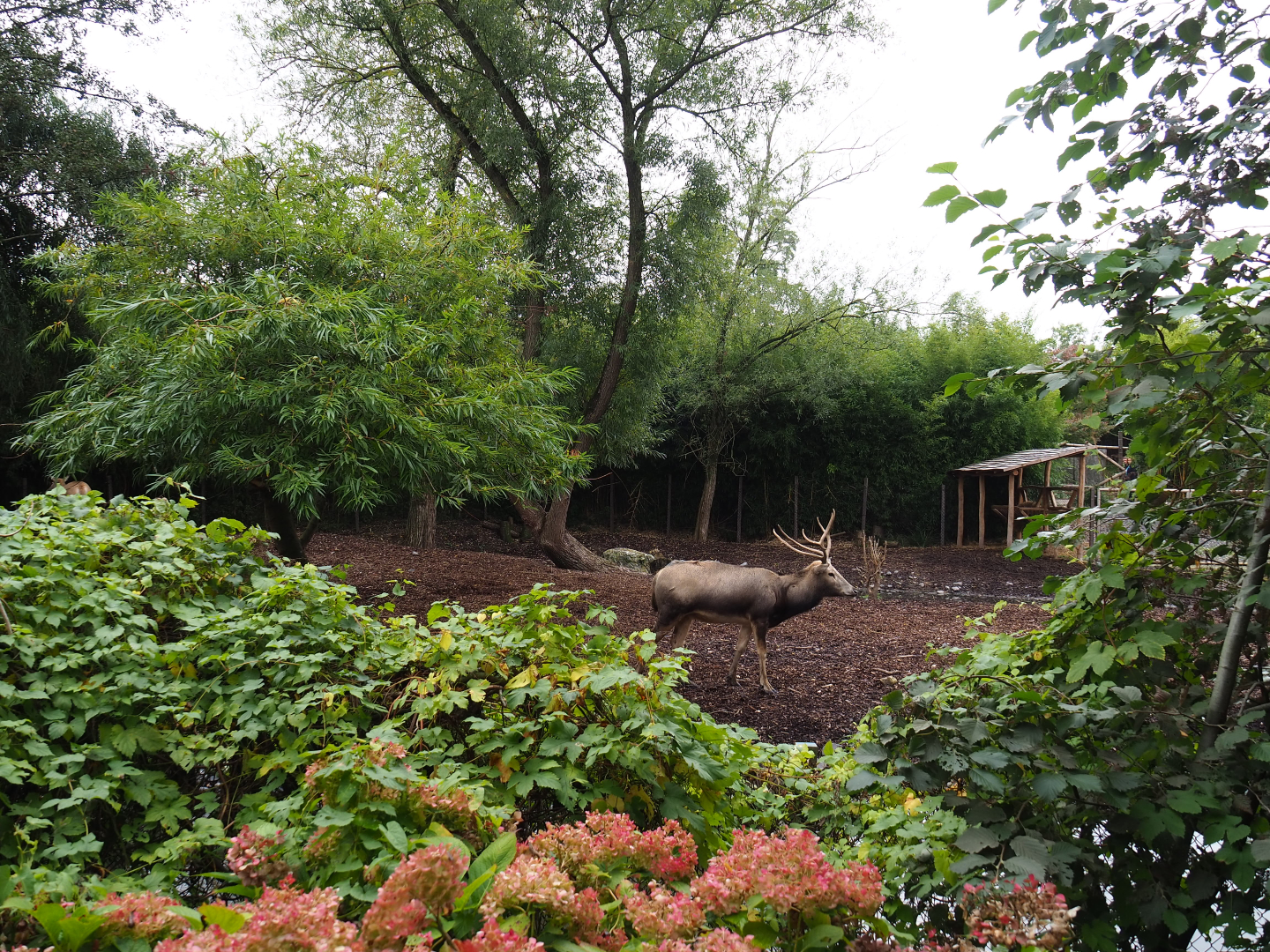 Père David's and Reeves's muntjac exhibit, 2019-10-05