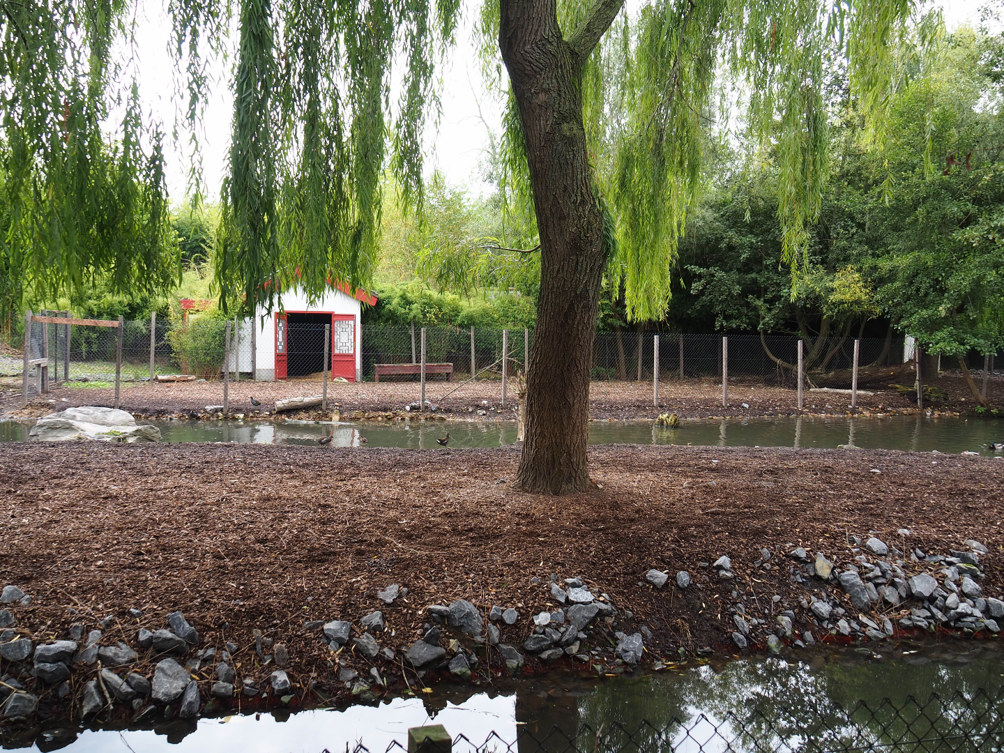 Père David's and Reeves's muntjac exhibit, 2019-10-05