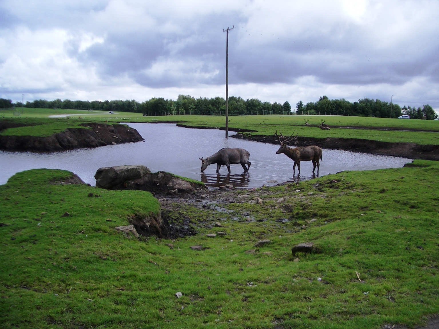 Pere Davids Deer - 07.08.2010