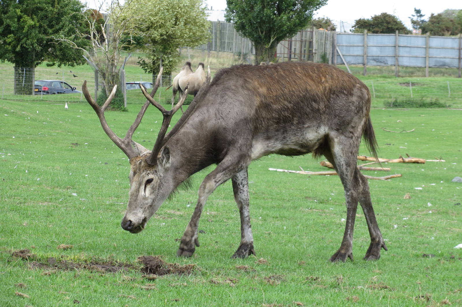 pere davids deer 120813
