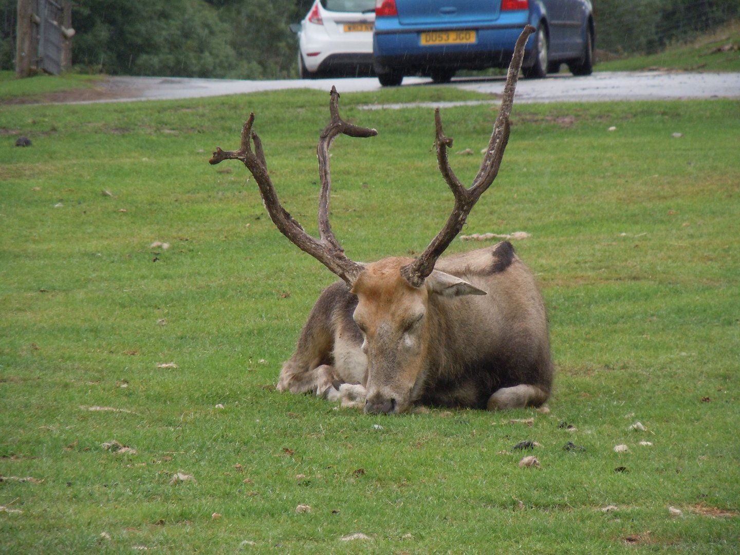 Pere David's Deer 130720