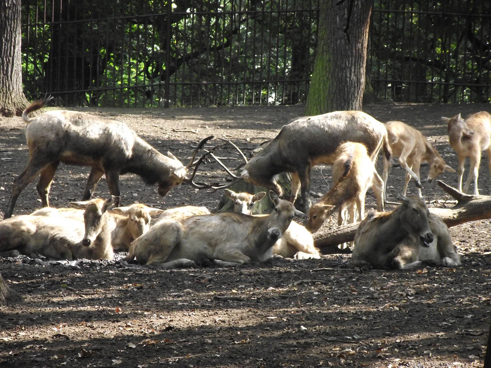 pere davids deer ? 160911