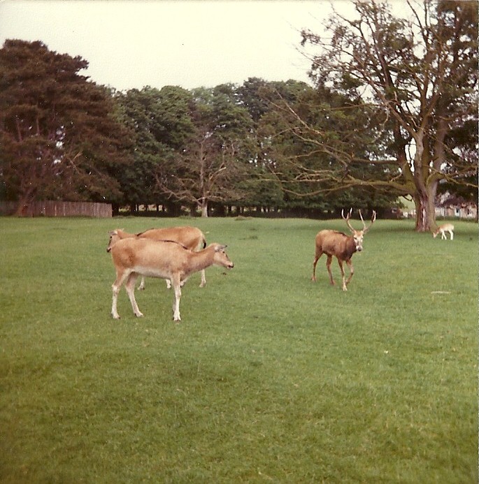 Pere David's Deer 1976