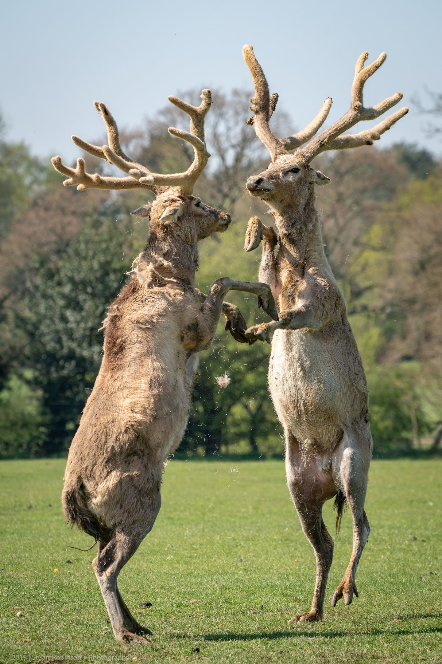 Père David's Deer - 22/04/2019