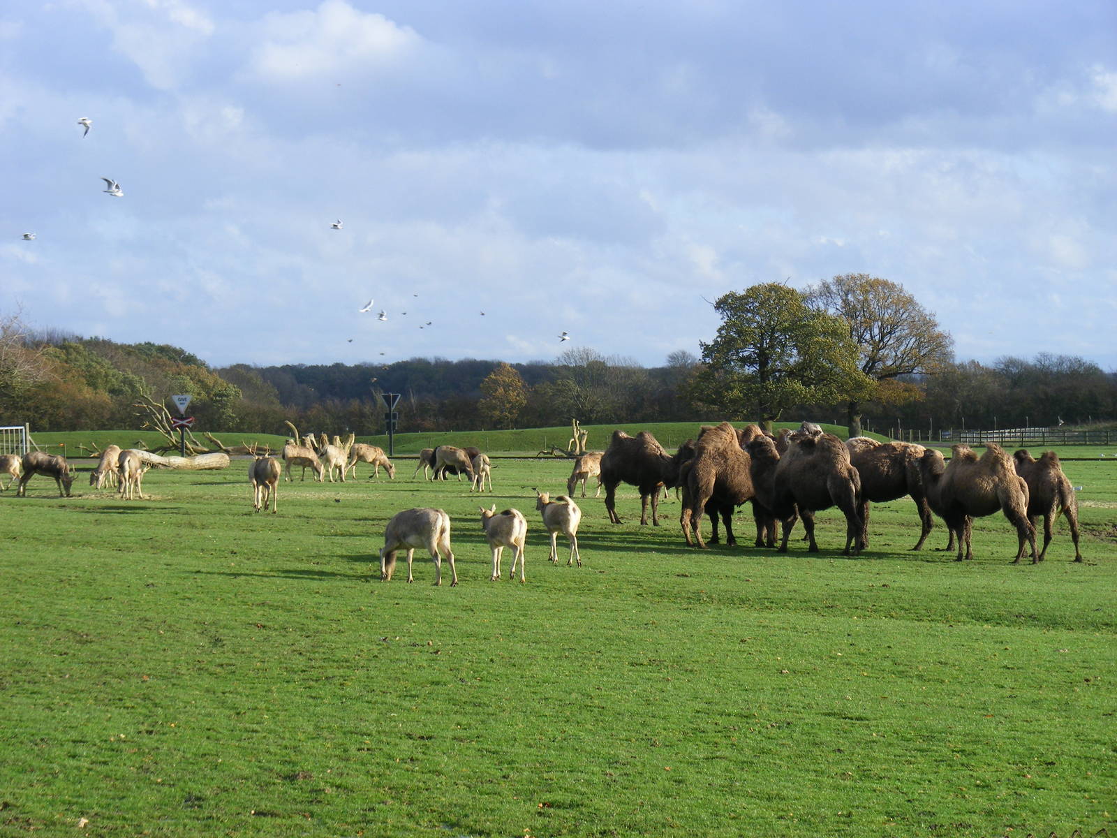 Pere David's deer and Bactrian camels at Whipsnade Zoo, 11 November 2010