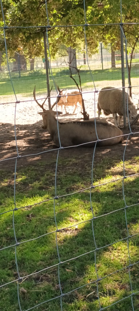 Pere Davids Deer and Border Leicester Sheep