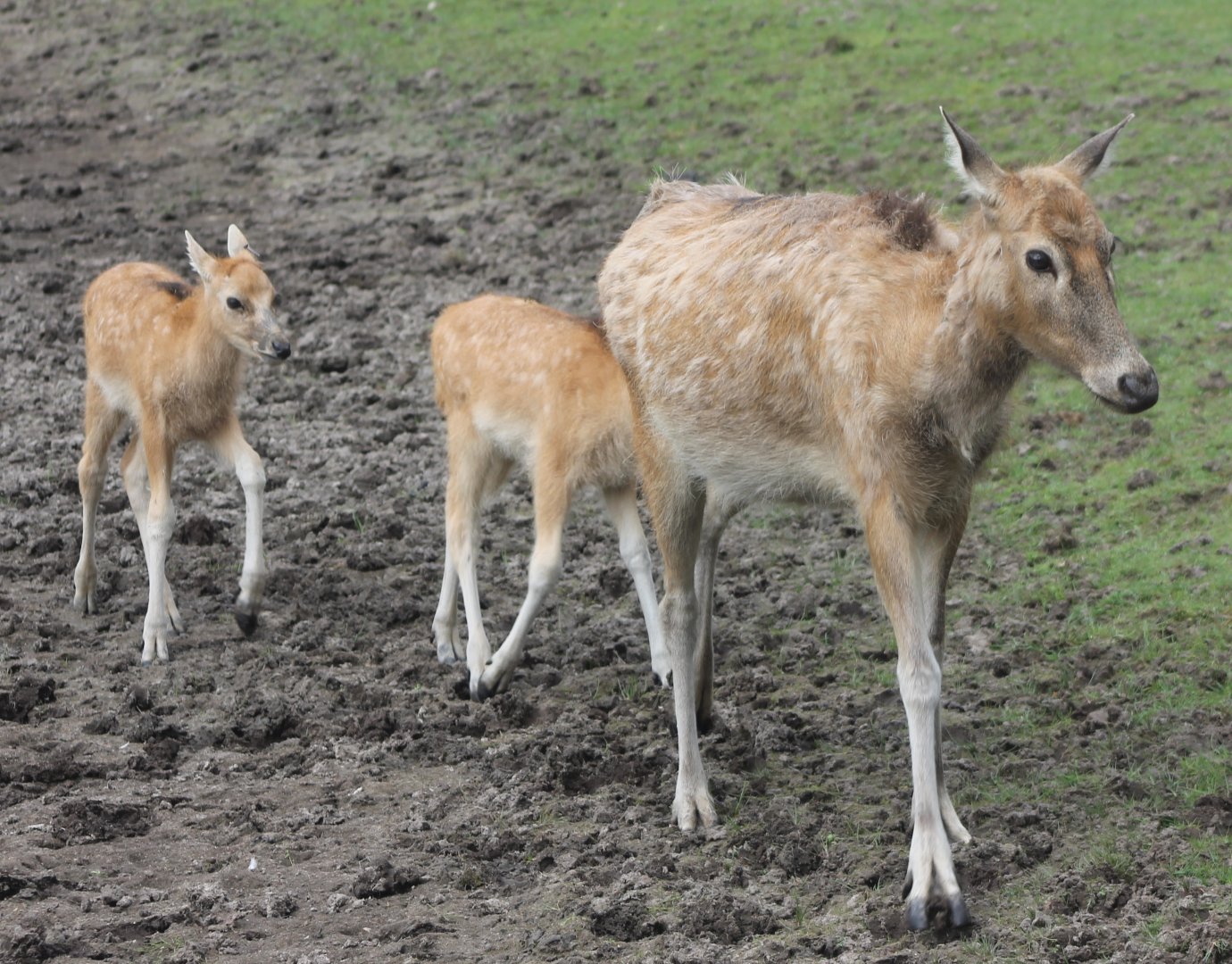 Pere David's deer and calves