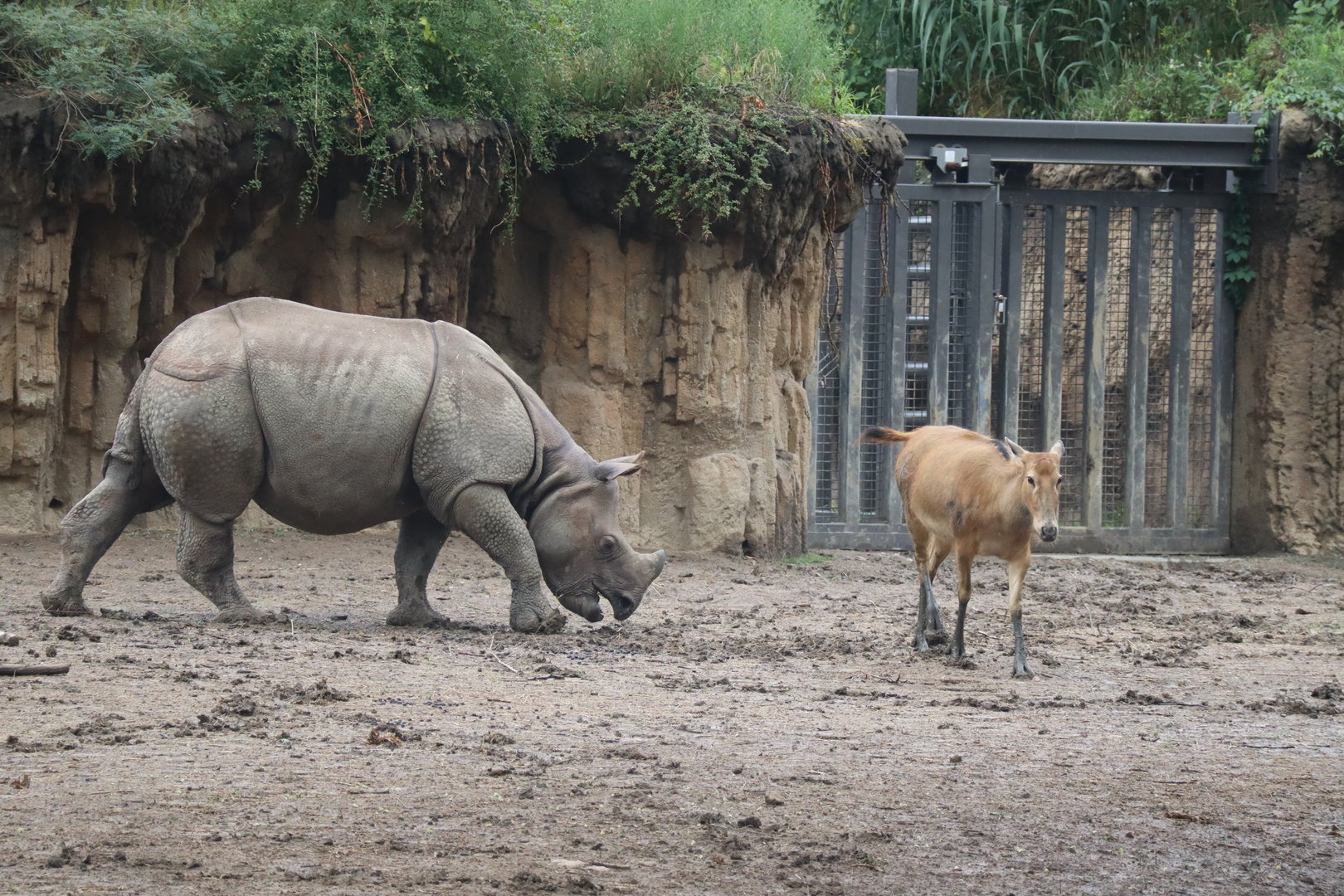 Pere David's Deer and Indian Rhinoceros
