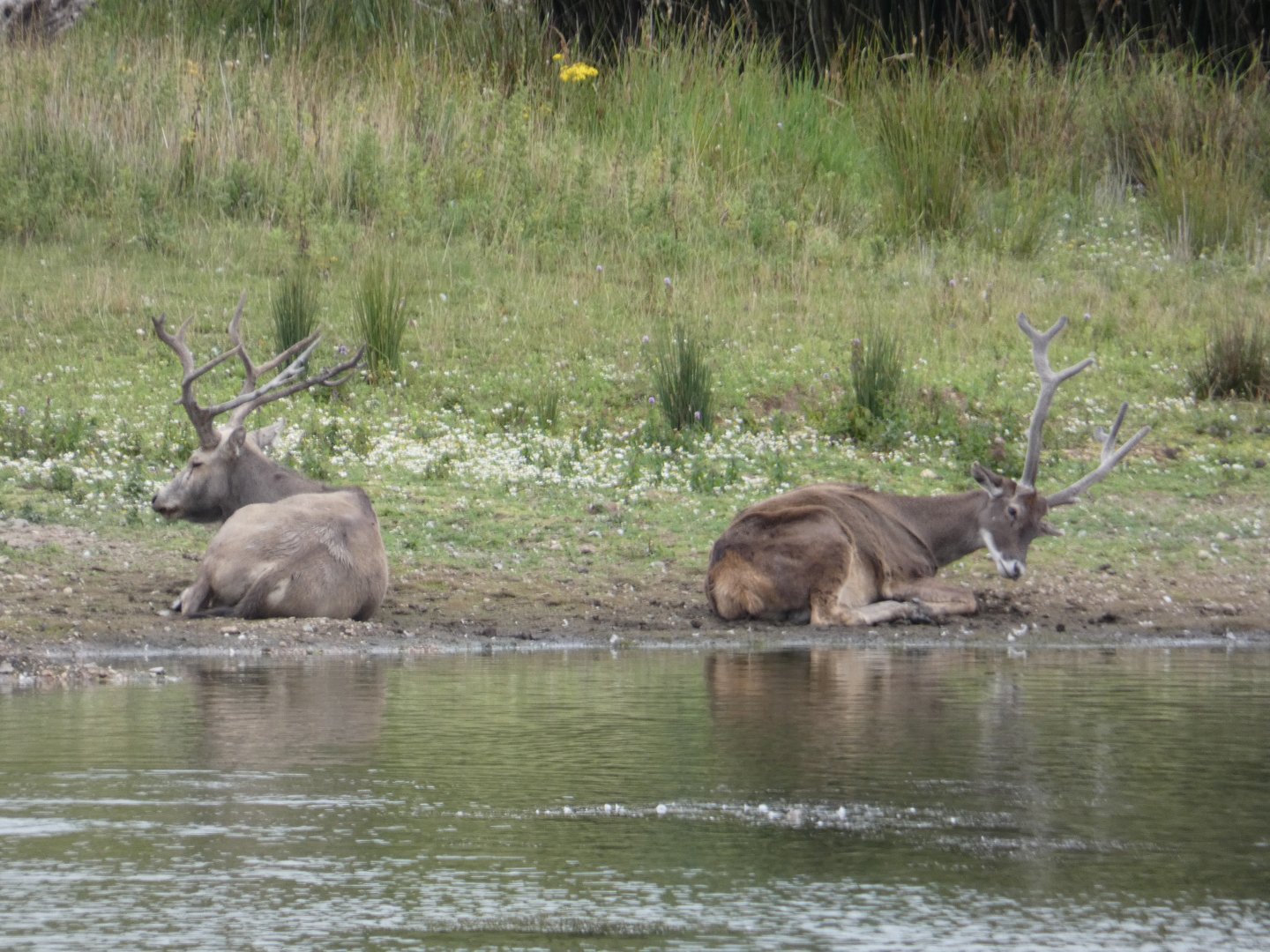 Pere David's deer and White-lipped deer stags
