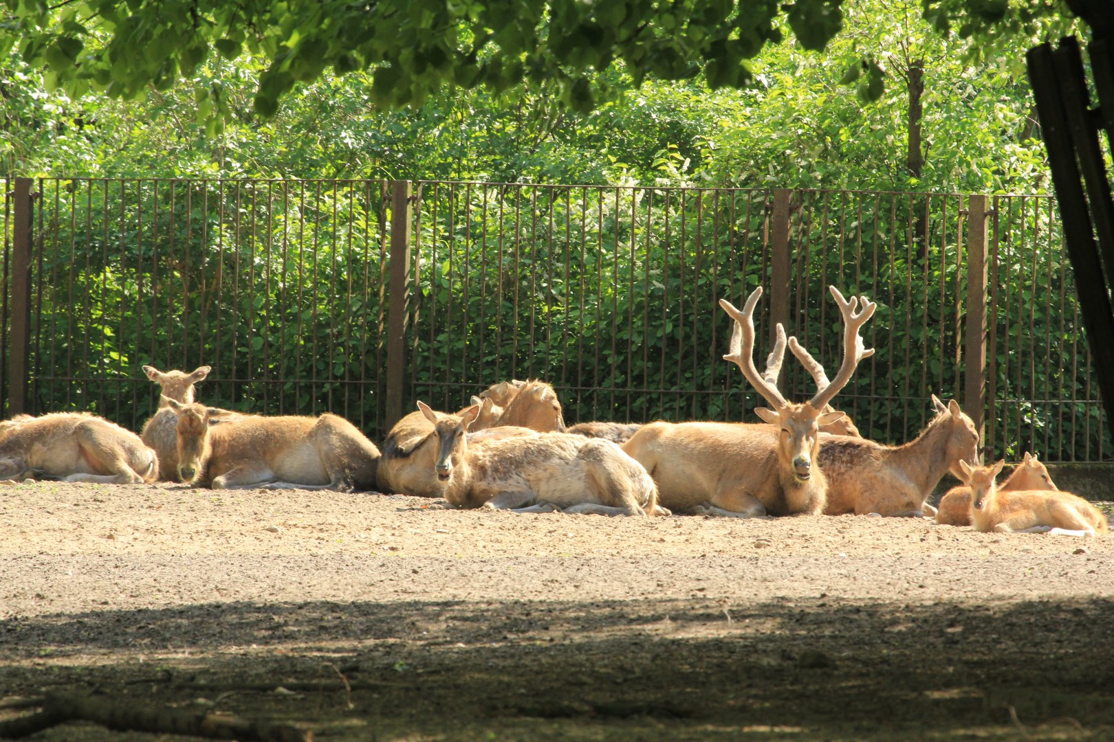 Pere David's Deer (April 2018)