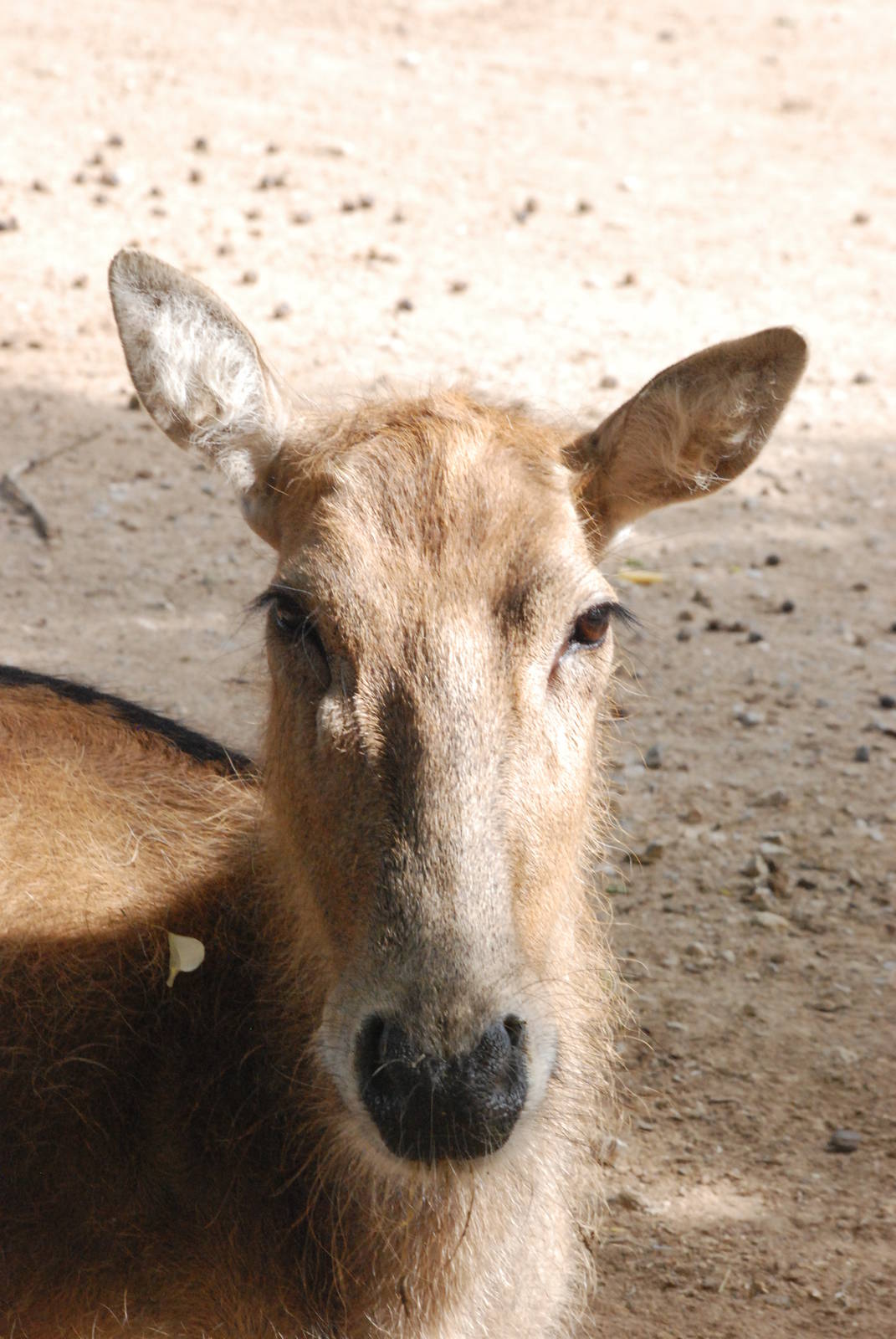 Pere David's Deer at Barcelona, 30/05/11