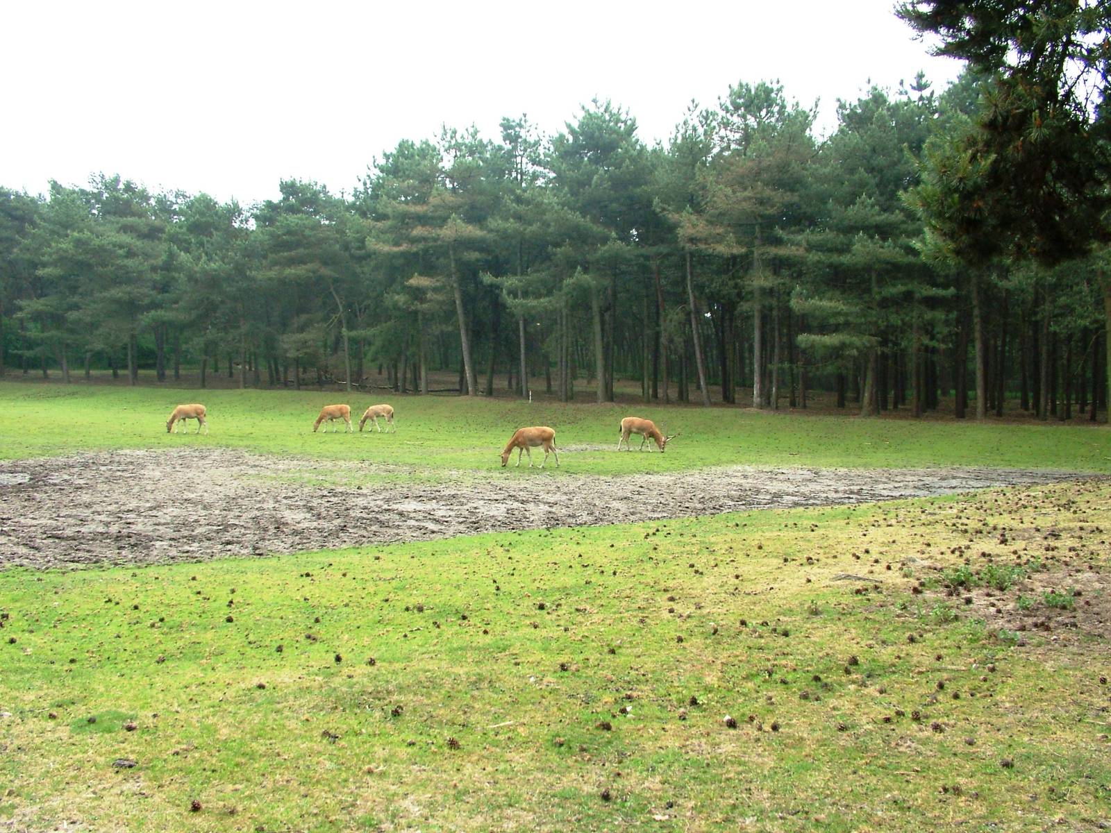 Pere David's Deer at Beekse Bergen, 31/05/12