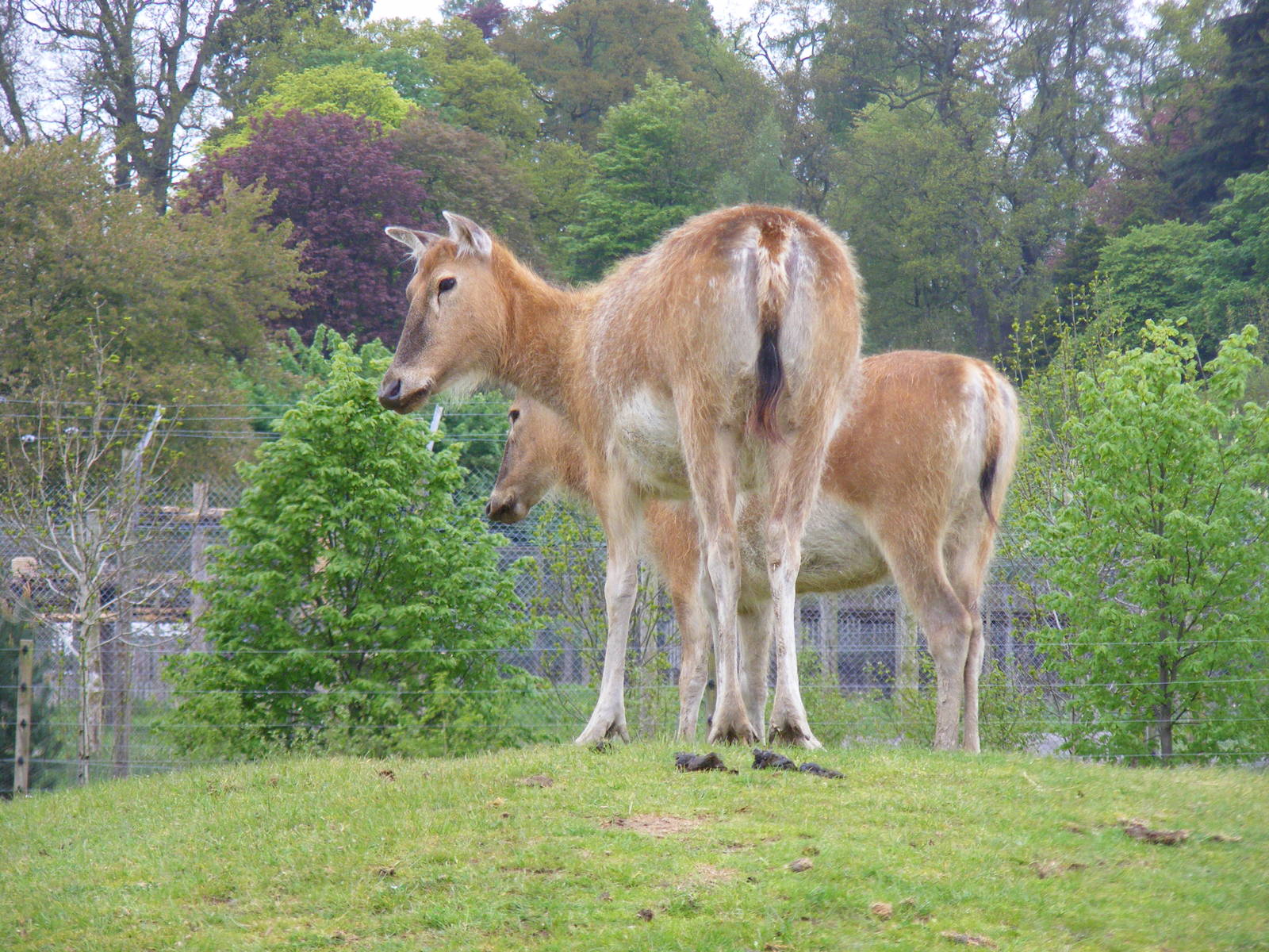 Pere David's deer at Blair Drummond Safari Park, 19 May 2010
