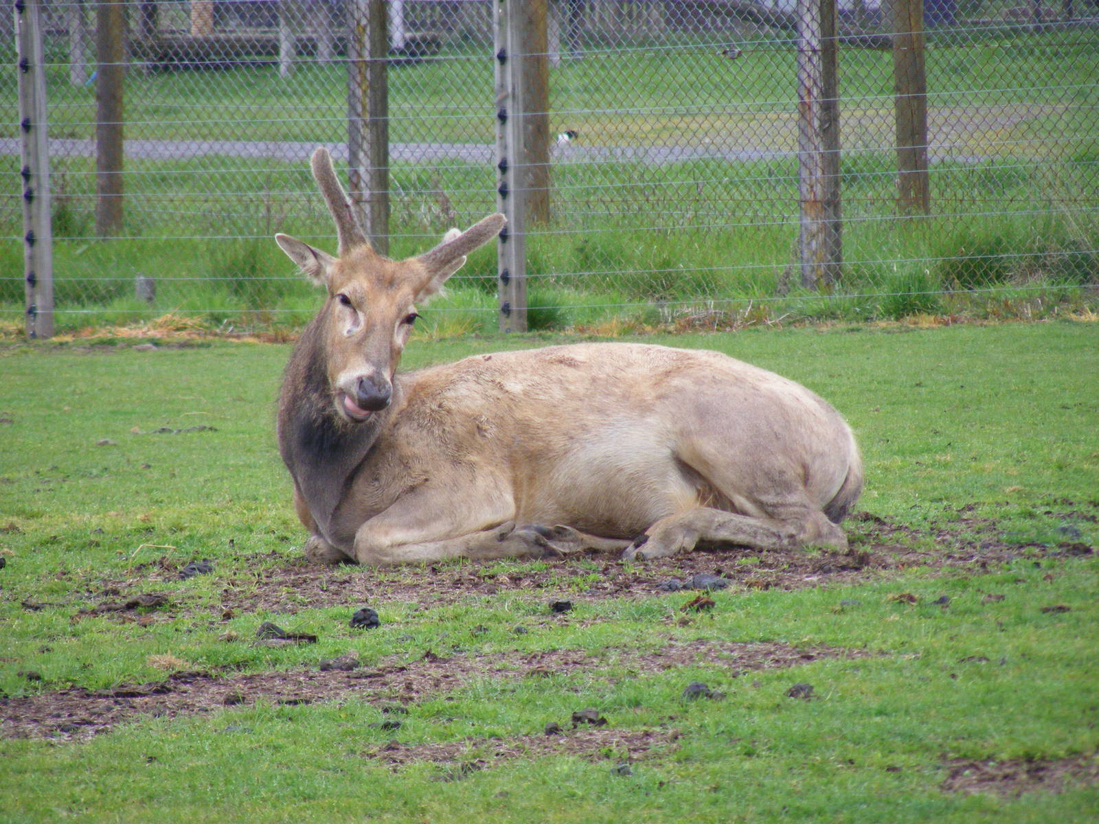 Pere David's deer at Blair Drummond Safari Park, 19 May 2010