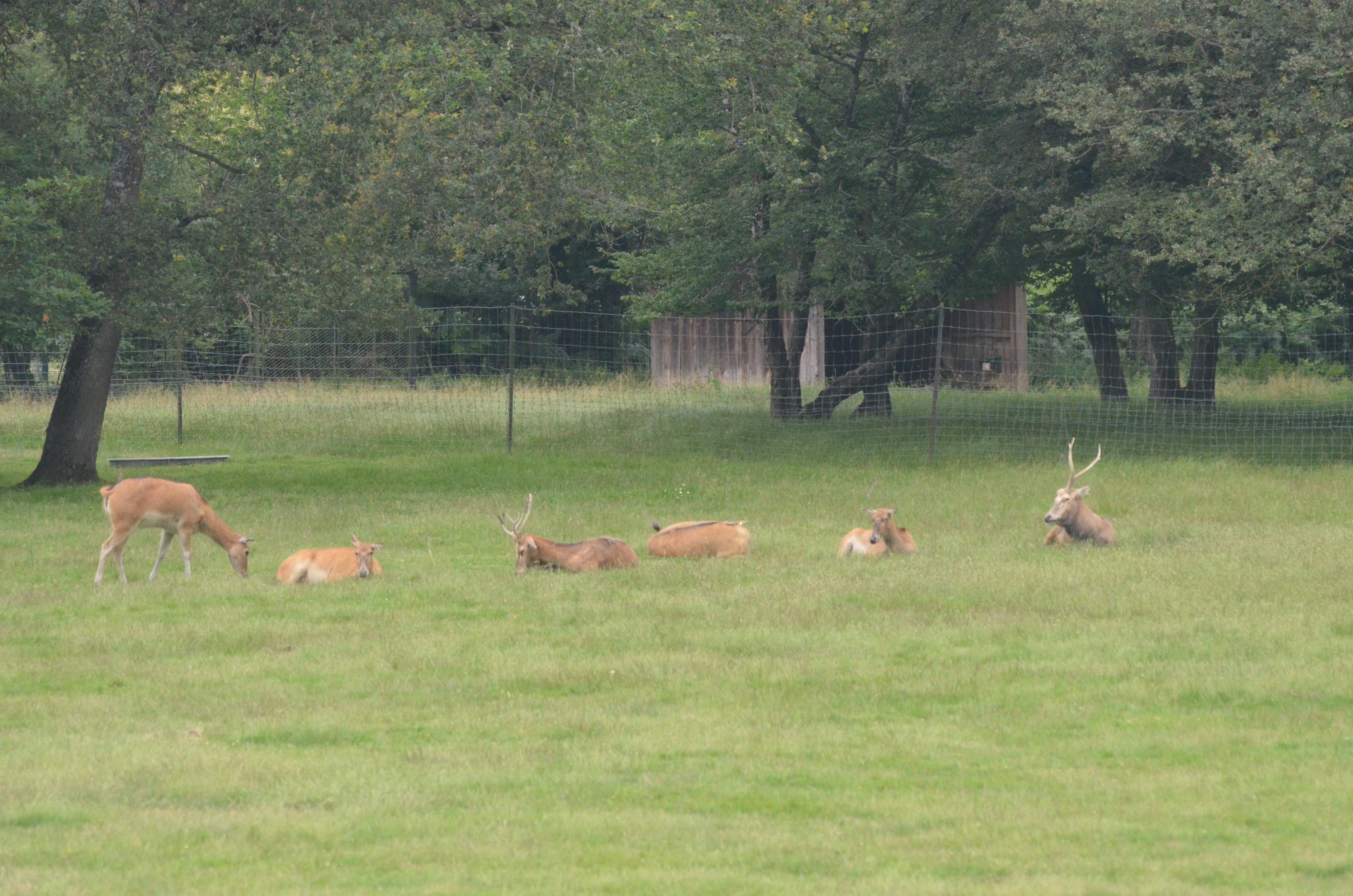 Pere David's Deer at Haute-Touche, 14/06/18