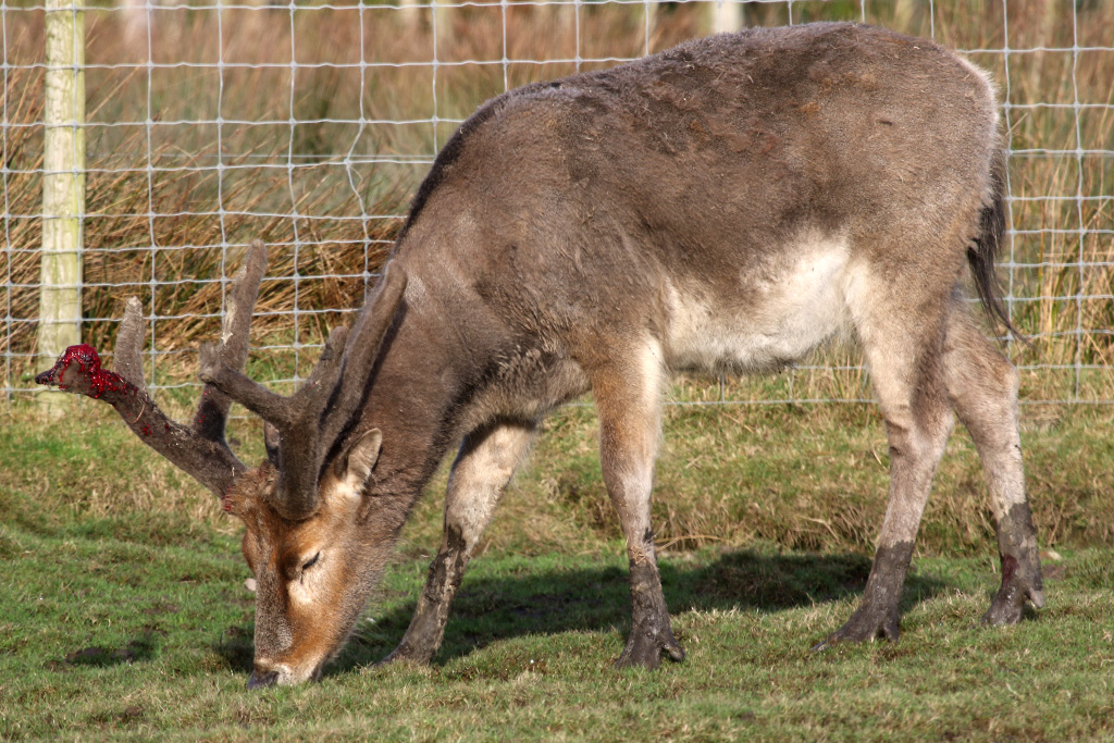 Pere David's Deer at Knowsley Safari 22/12/2016
