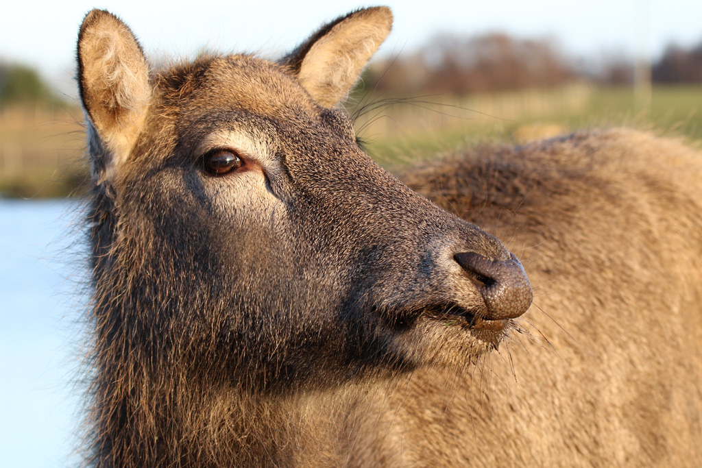 Pere David's Deer at Knowsley Safari 22/12/2016
