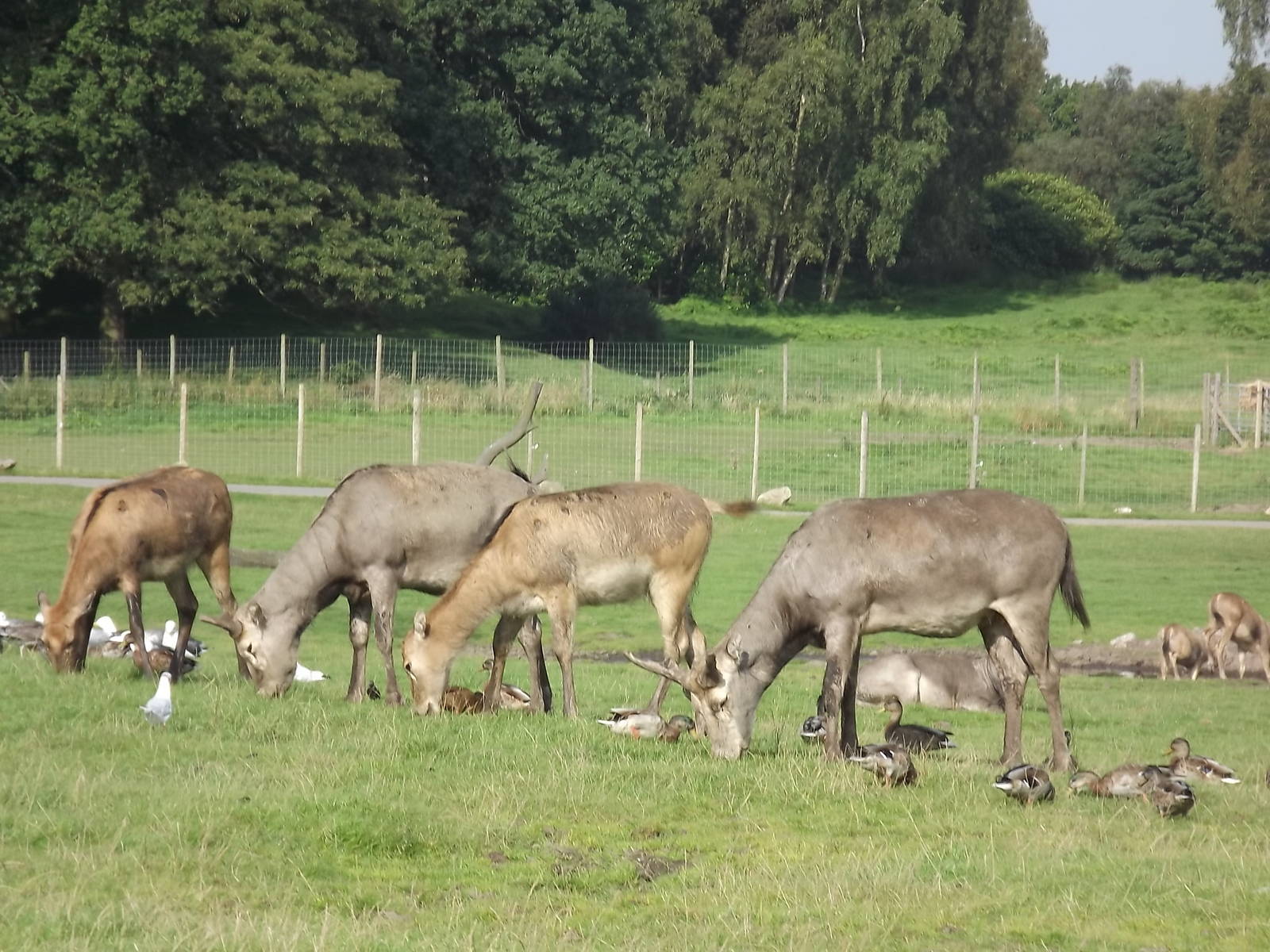 Pére David's Deer at Knowsley Safari Park 08/09/12