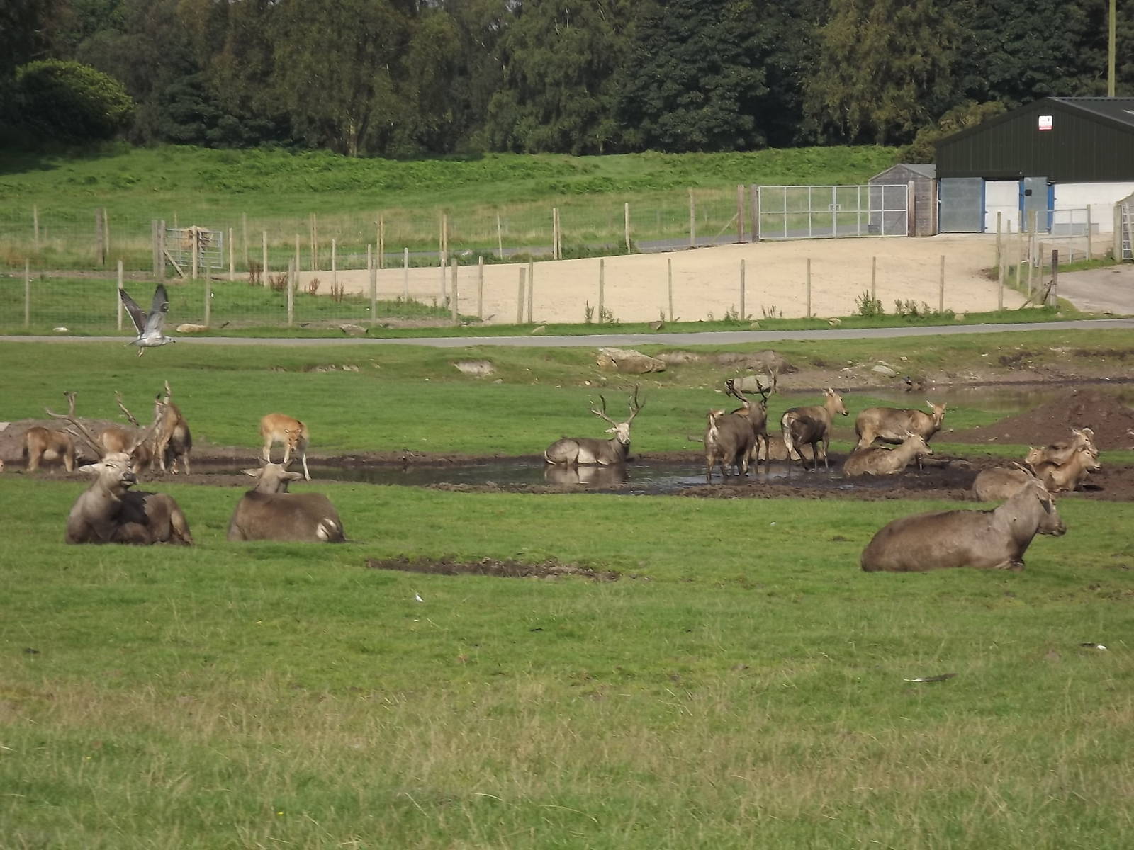Pére David's Deer at Knowsley Safari Park 08/09/12