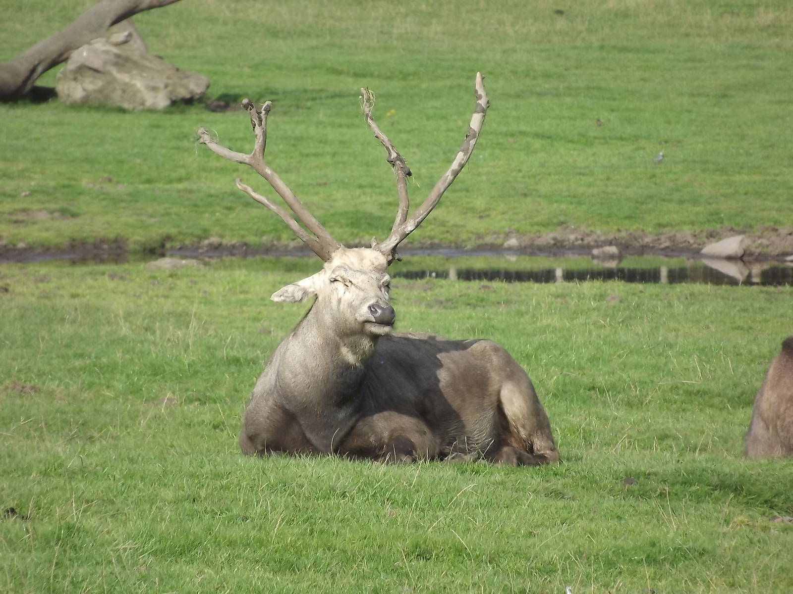 Pére David's Deer at Knowsley Safari Park 08/09/12