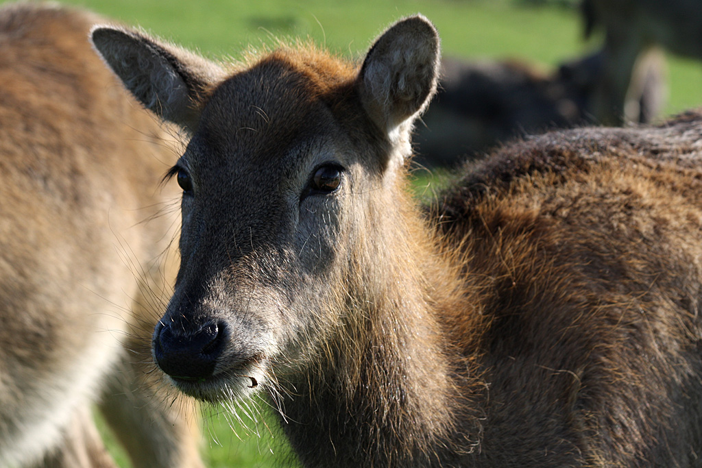 Pere David's Deer at Knowsley