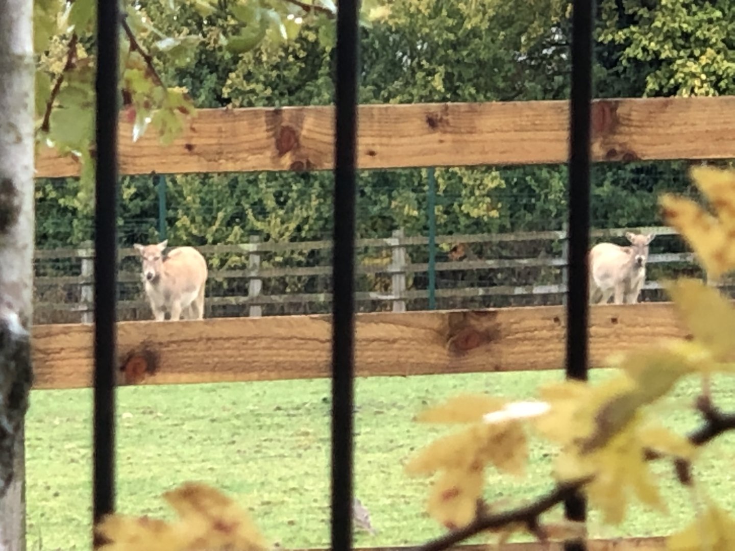Père David's Deer at Ponderosa Zoo (October 2022)