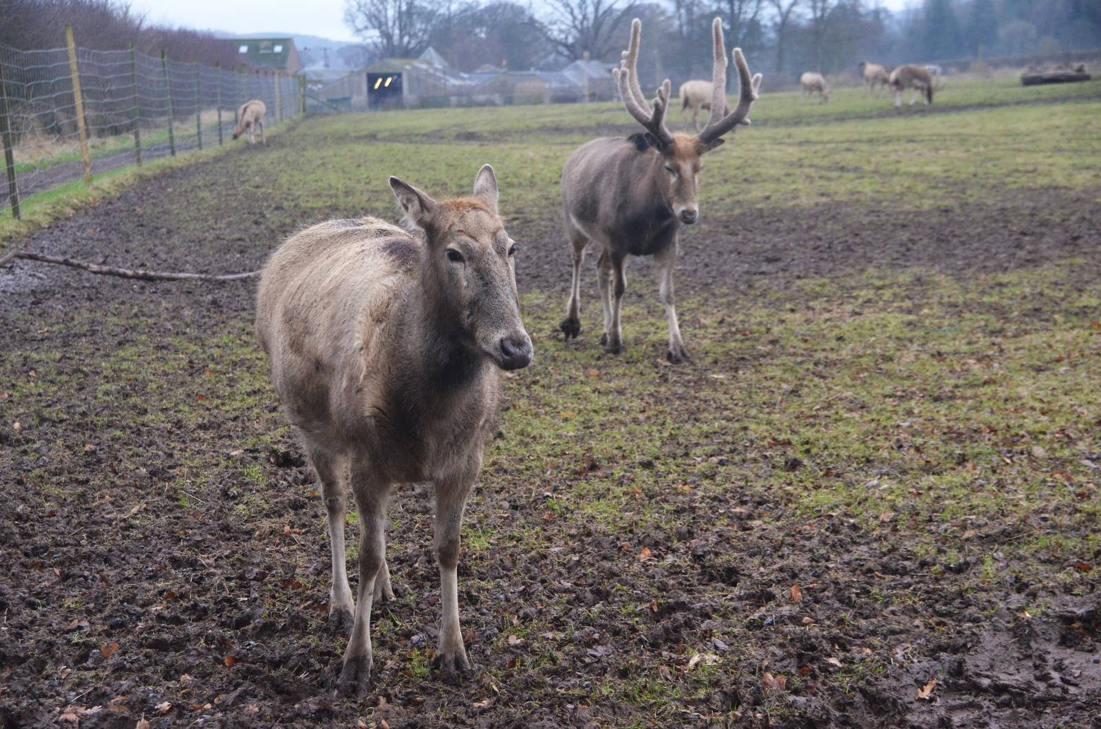 Pere David's Deer at the Scottish Deer Centre, 06/02/16