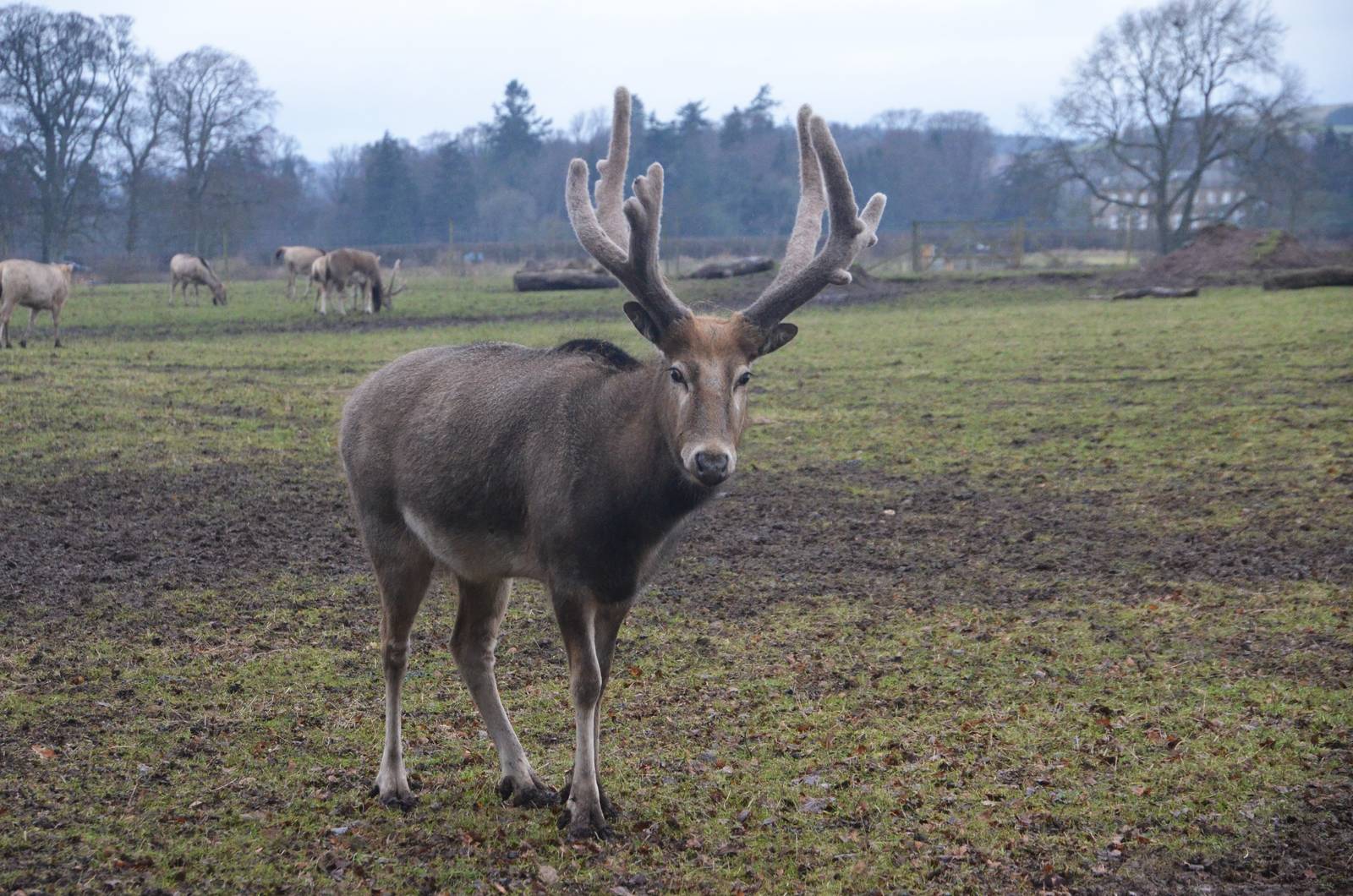 Pere David's Deer at the Scottish Deer Centre, 06/02/16