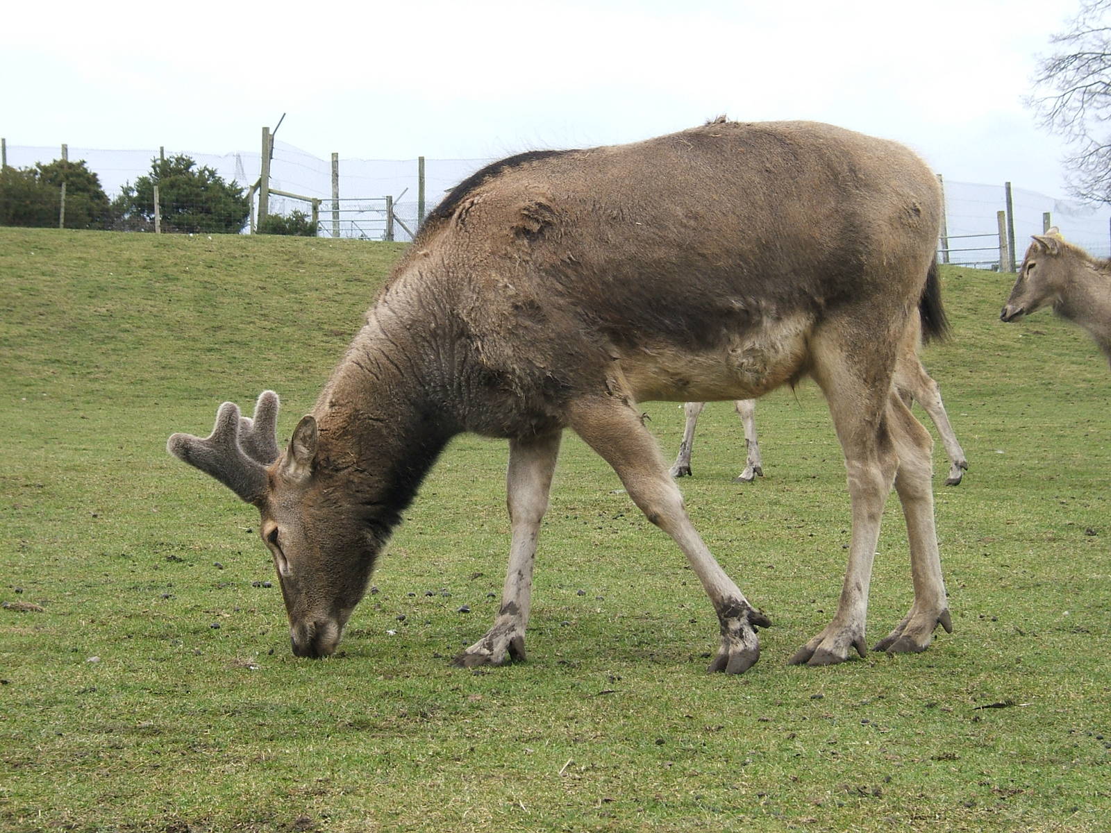 Pere David's deer at West Midland Safari Park, 13 February 2010