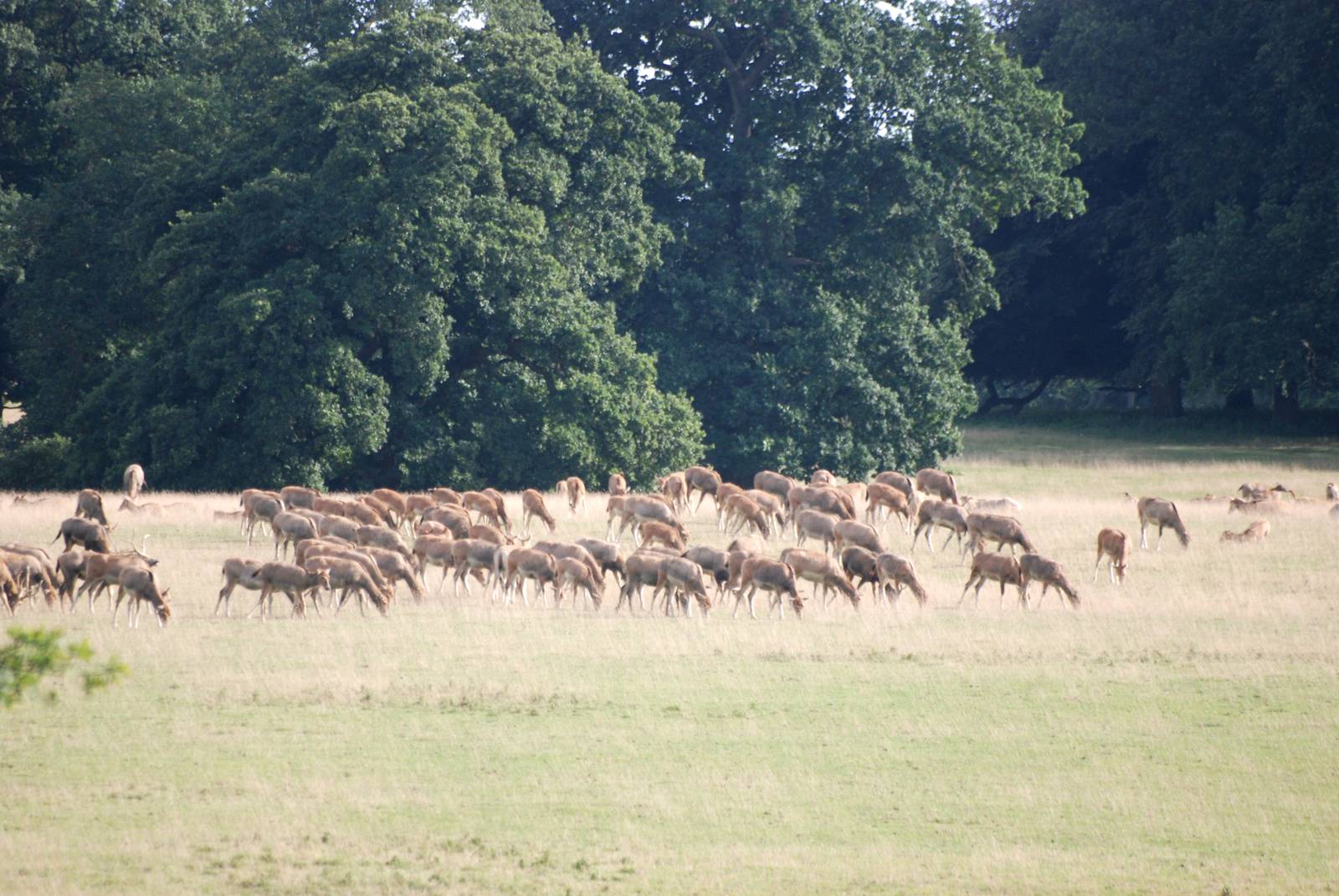 Pere David's Deer at Woburn, 01/09/13