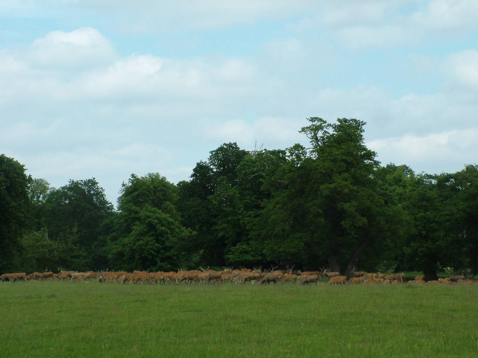 Pere David's Deer at Woburn, 20/06/10