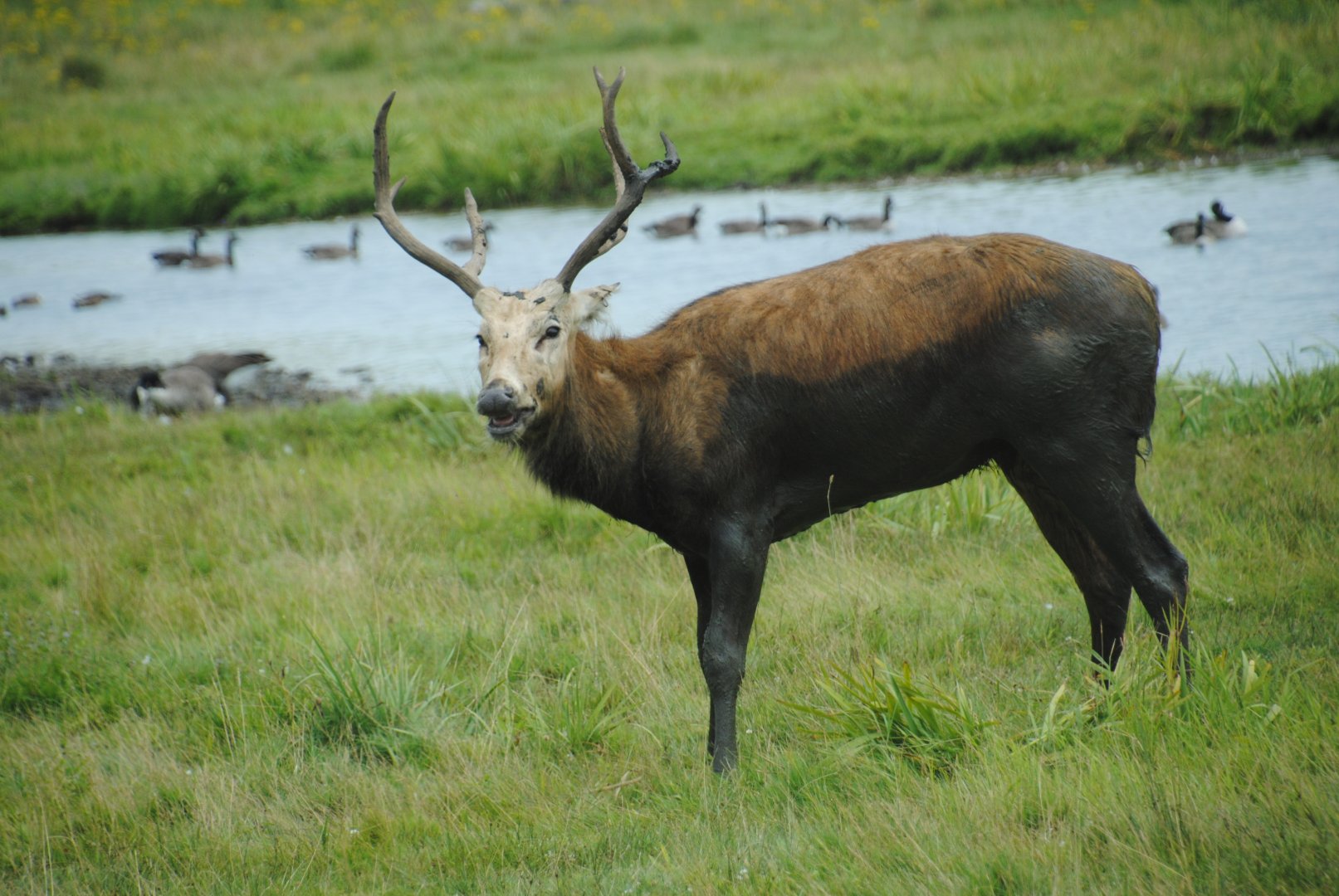 Pere David's Deer (Australasia reserve)