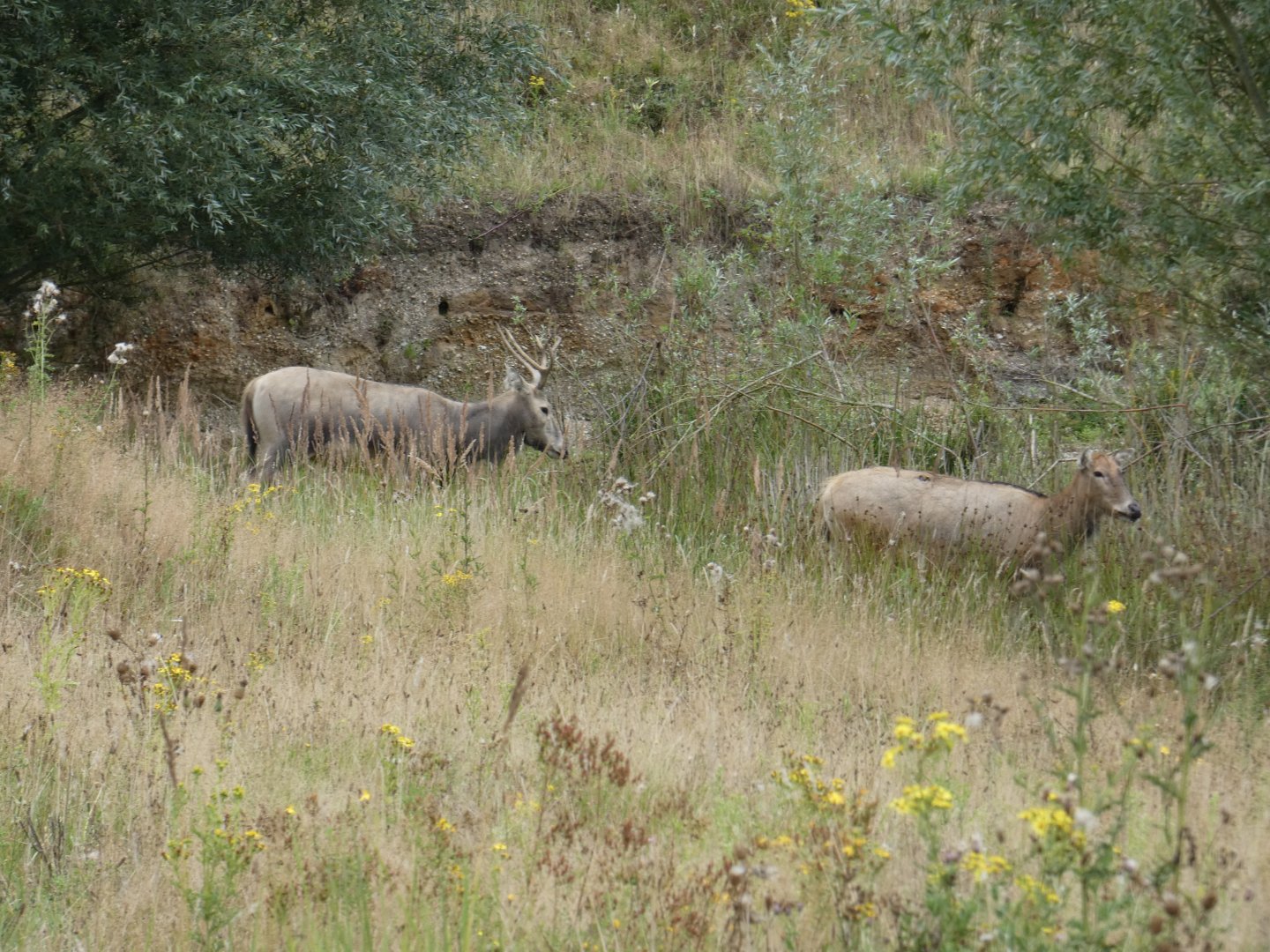Pere David's deer by lake