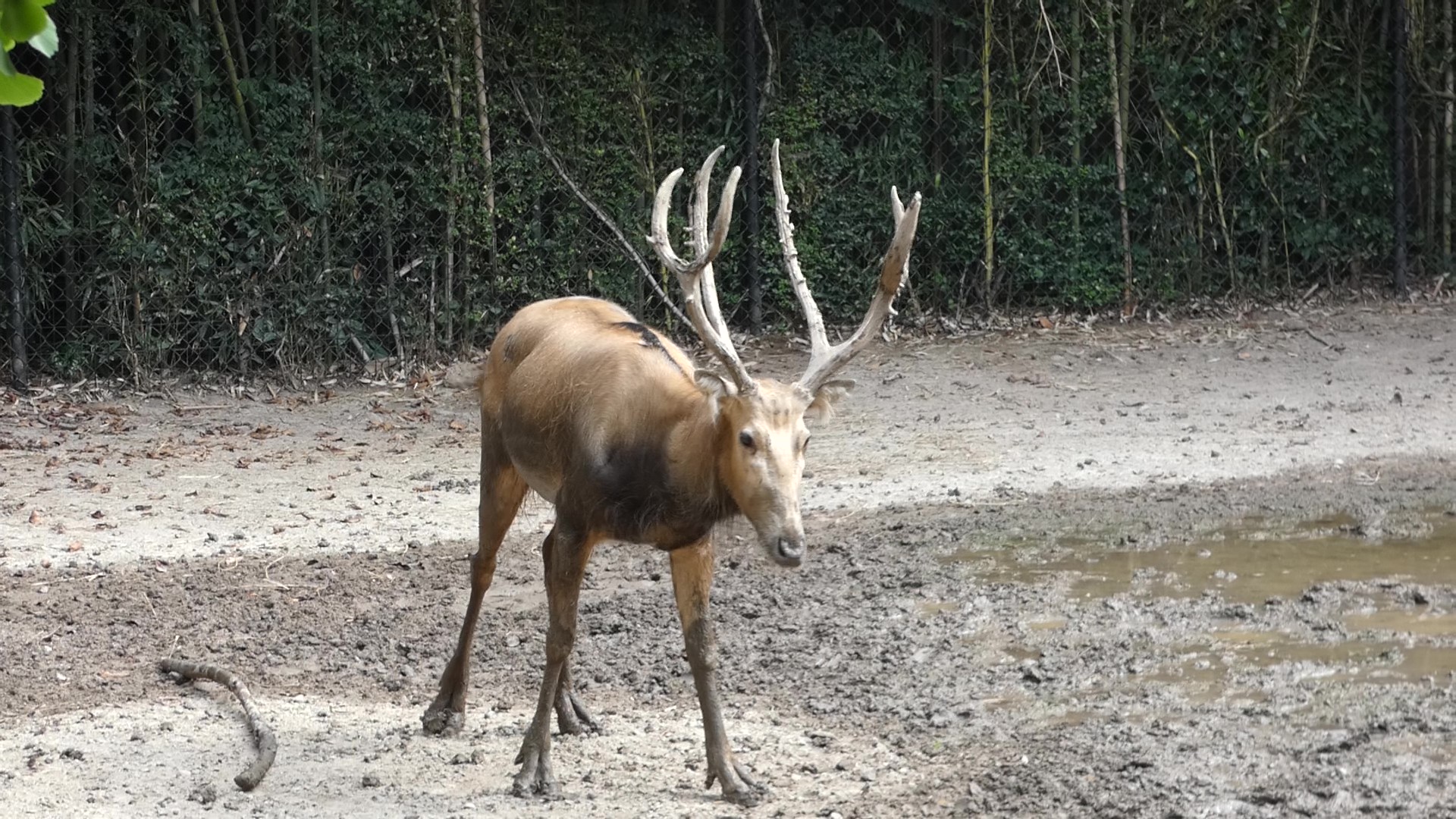 Pere David’s Deer, China, Aug. 2020