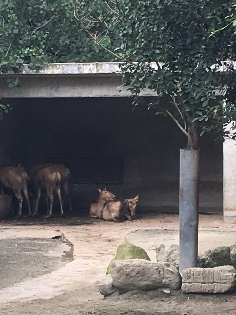 Pere Davids Deer cicra.2019