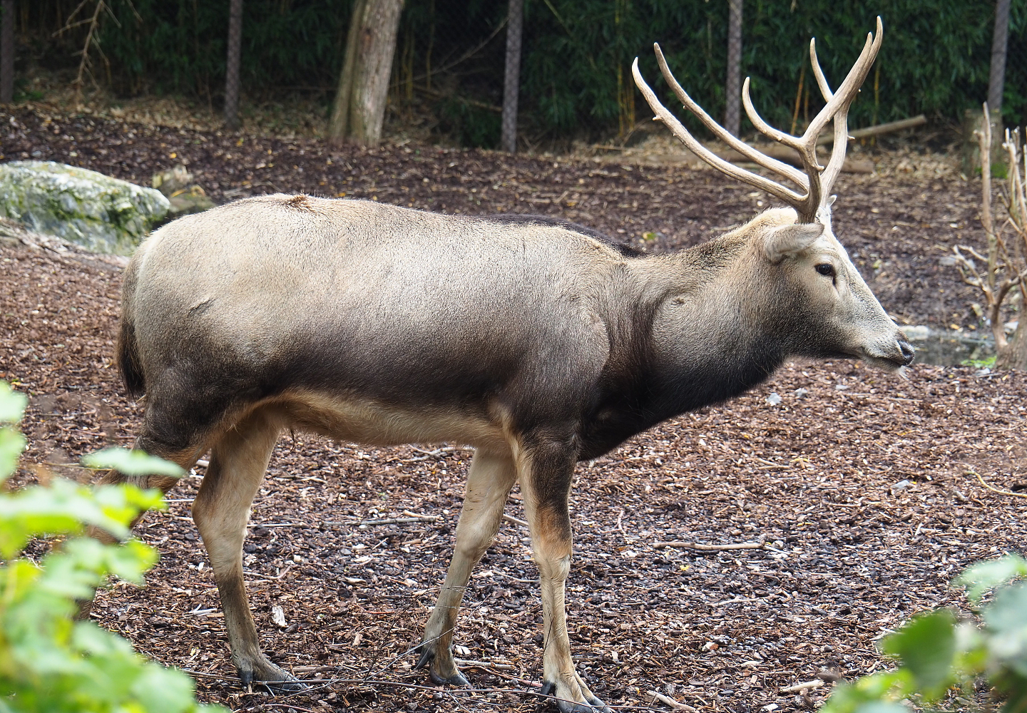 Père David's deer (Elaphurus davidianus), 2019-10-05