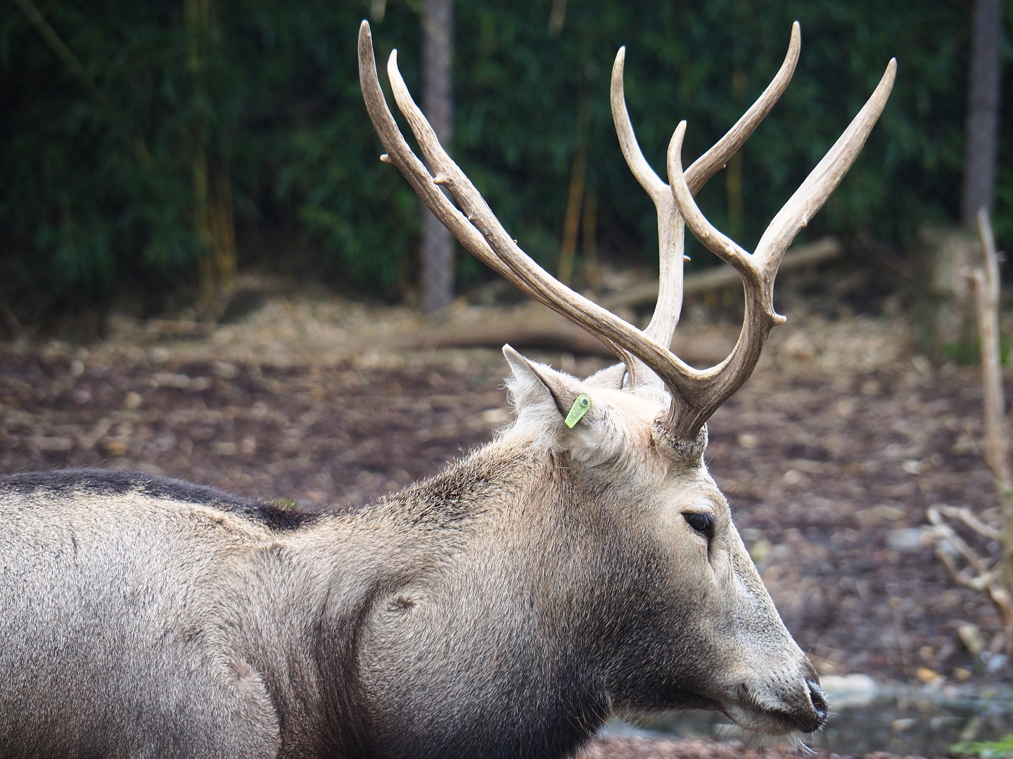 Père David's deer (Elaphurus davidianus), 2019-10-05