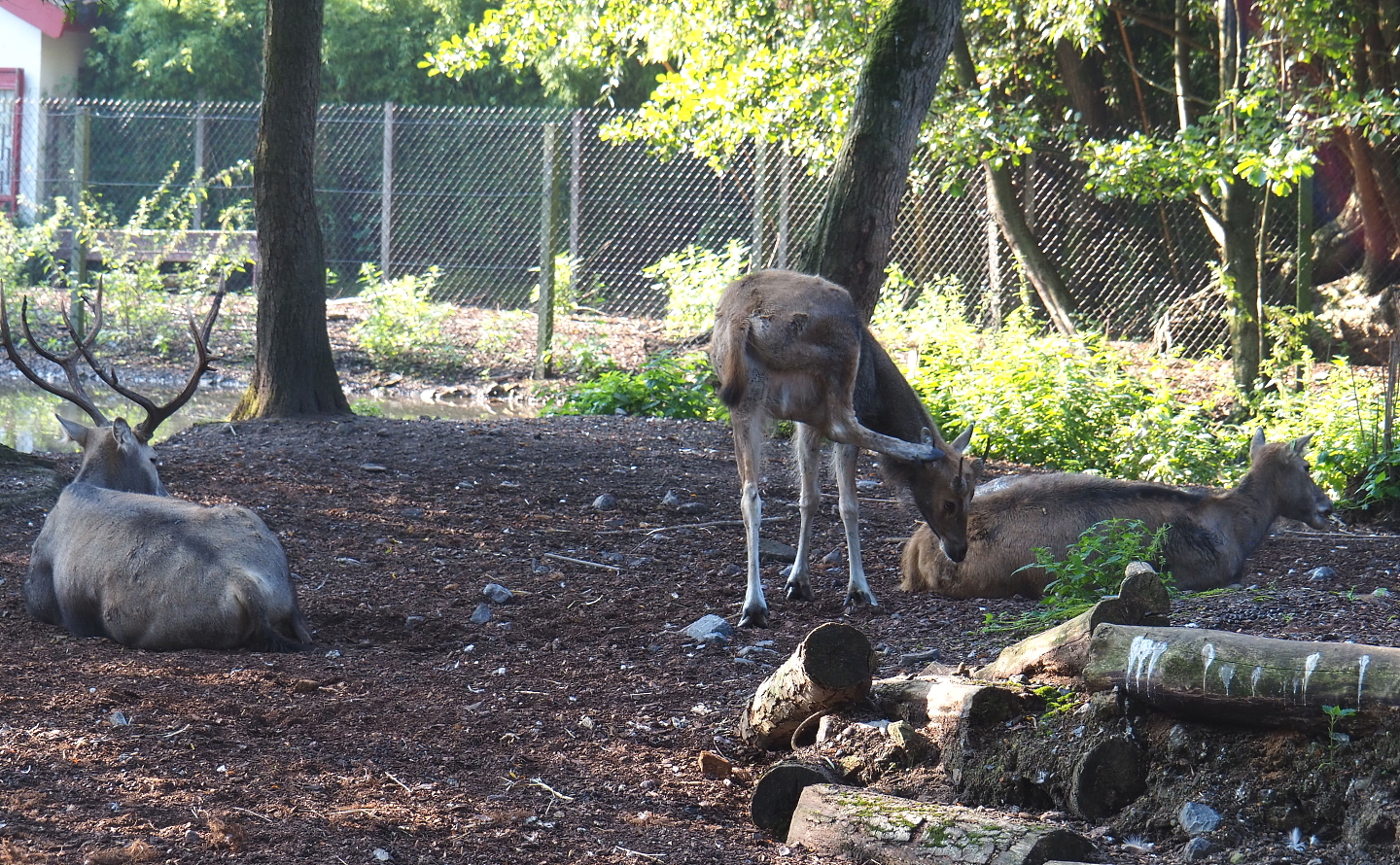 Pere David's deer (Elaphurus davidianus), 2021-09-03