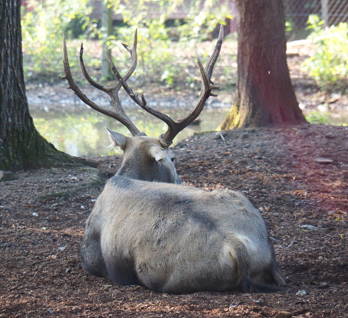 Pere David's deer (Elaphurus davidianus), 2021-09-03