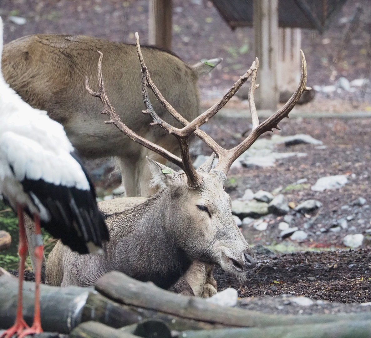 Père David's deer (Elaphurus davidianus), 2022-09-14