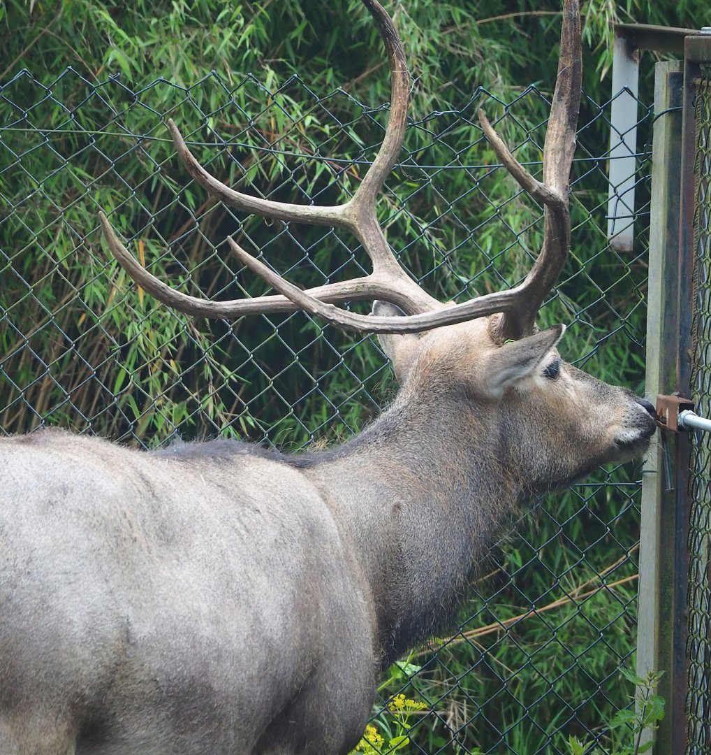 Pere David's deer (Elaphurus davidianus), 2023-05-15